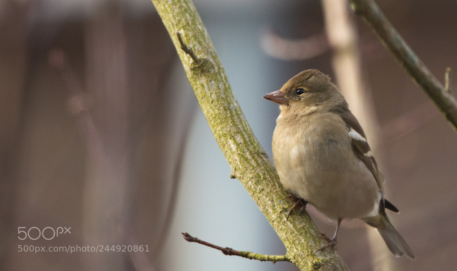 Nikon D7100 sample photo. Slanted female finch photography