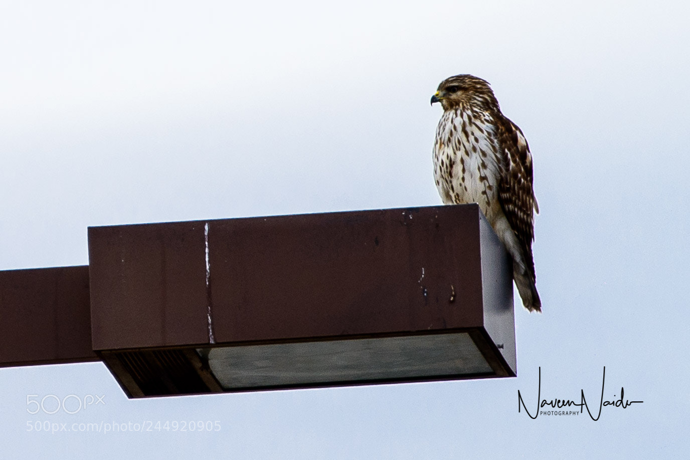 Nikon D800 sample photo. Juvenille photography