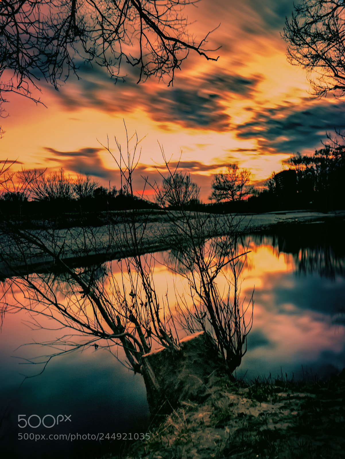 Canon EOS 6D Mark II sample photo. Old tree photography