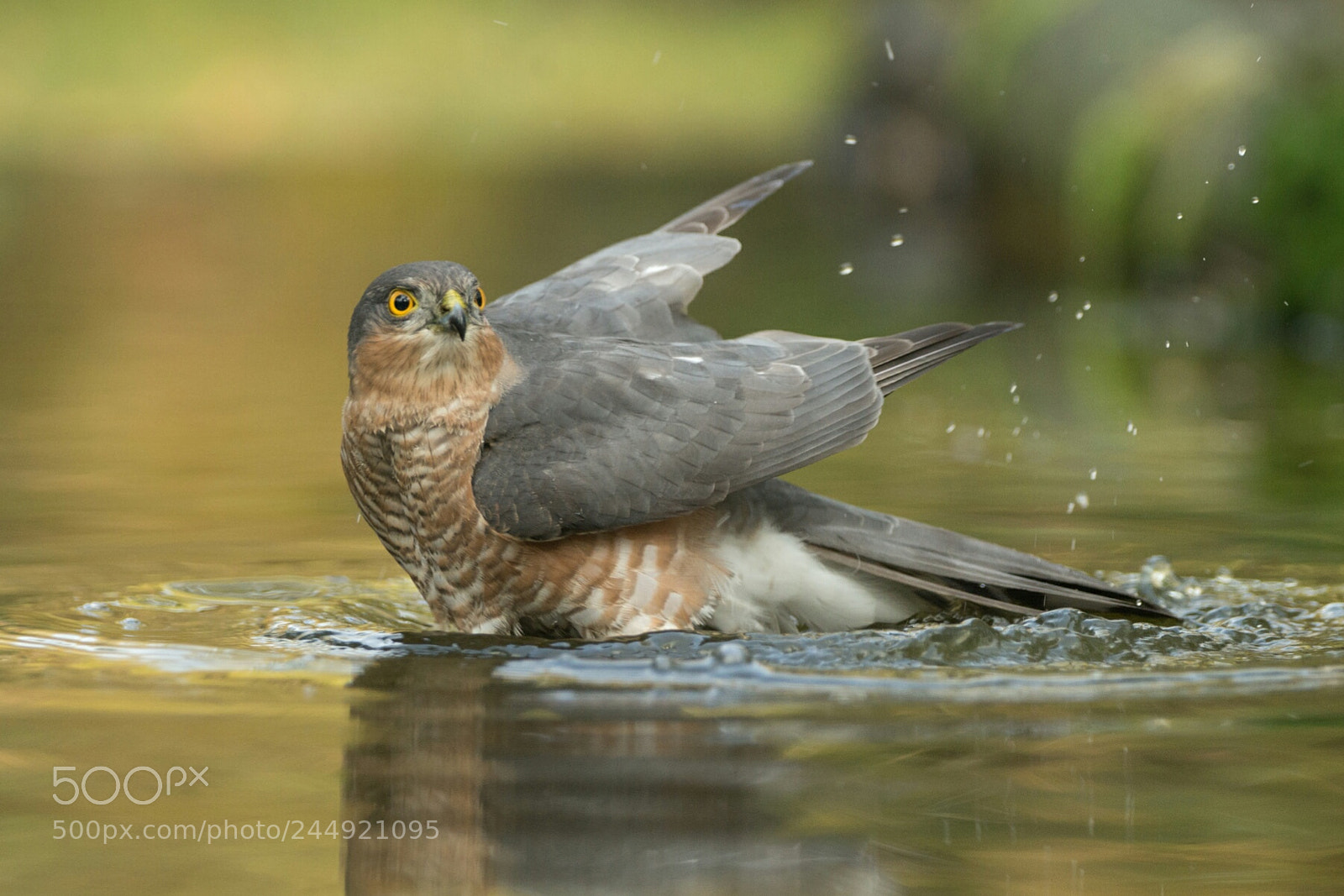Sony SLT-A99V sample photo. Bathing sparrowhawk photography