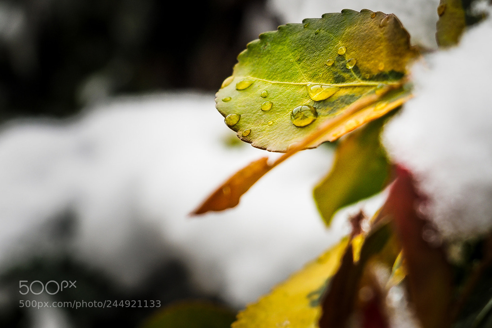 Olympus OM-D E-M10 II sample photo. Colorful winter.... photography