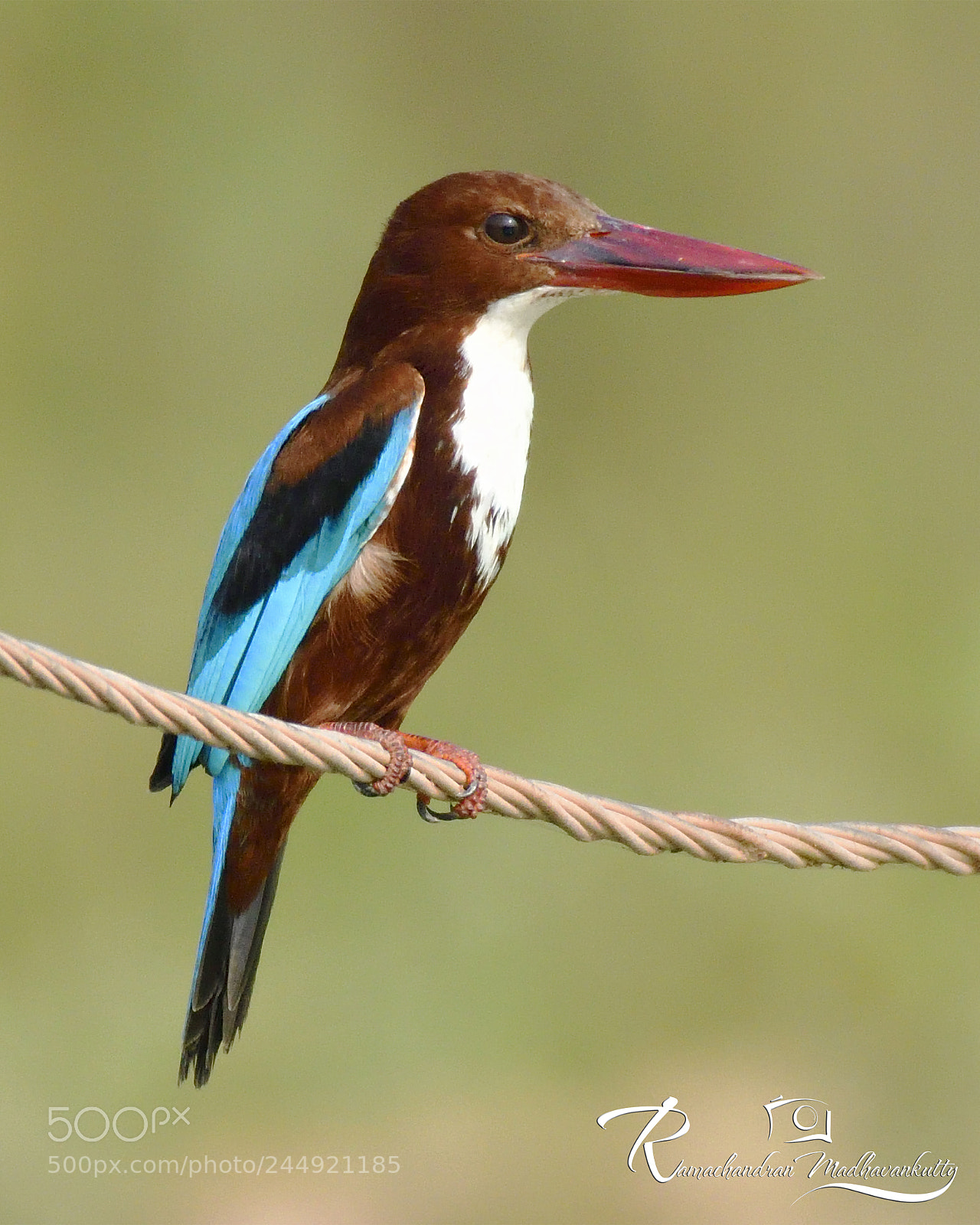 Nikon D500 sample photo. White throated king fisher photography