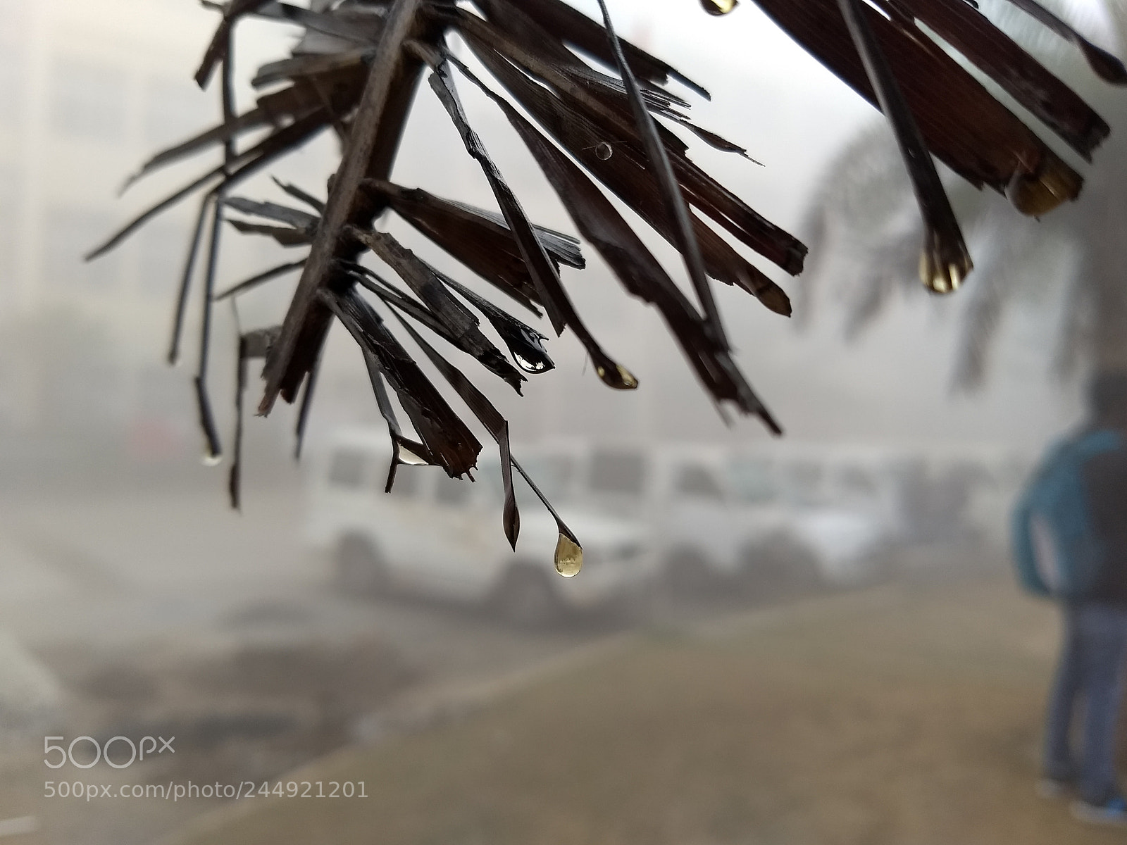 Motorola Moto G (5) Plus sample photo. Dew_drops_hashtagkaran.jpg photography