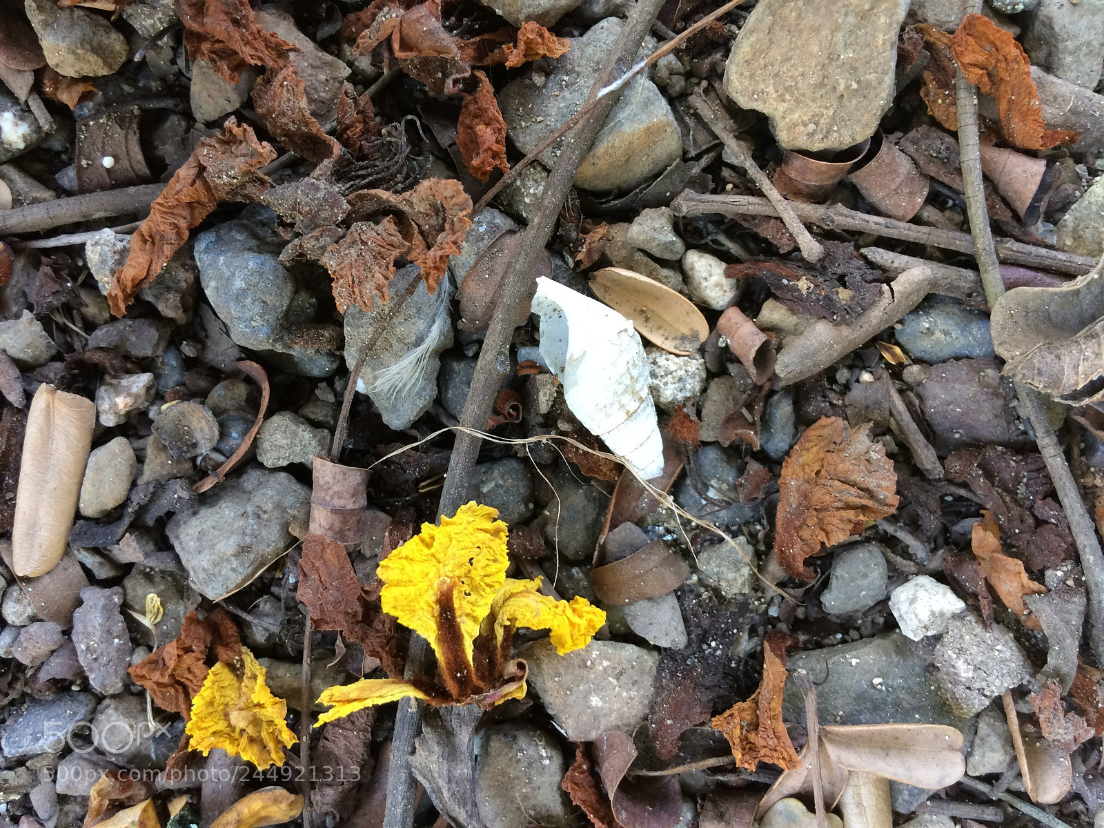 Apple iPhone 5s sample photo. Untitled photography