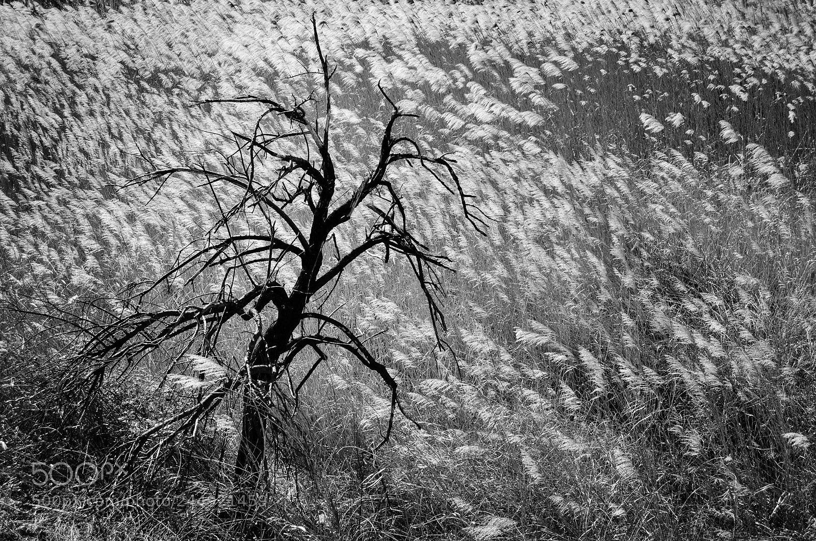 Nikon D5100 sample photo. Unico... photography