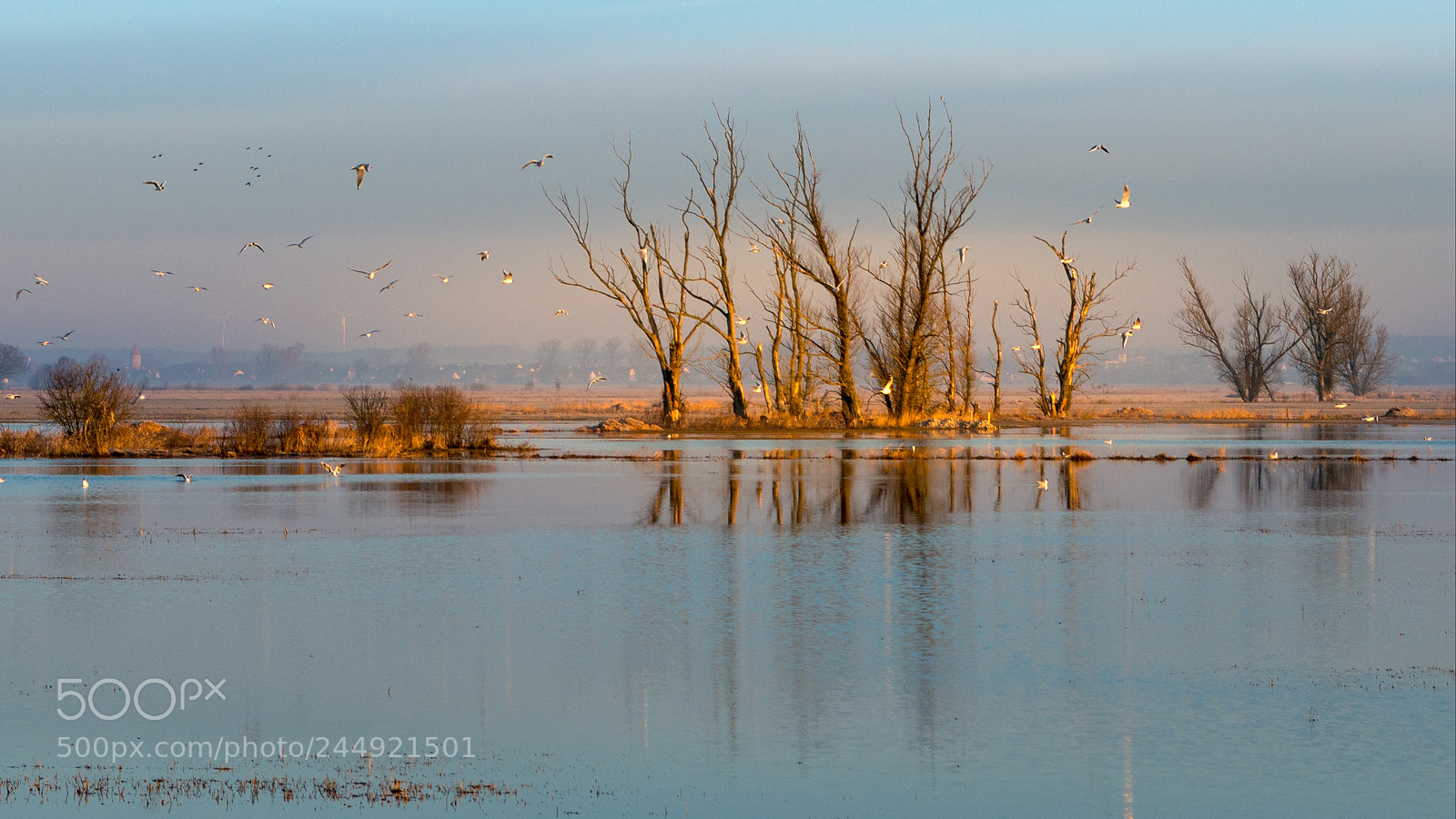 Nikon D800E sample photo. Birds photography