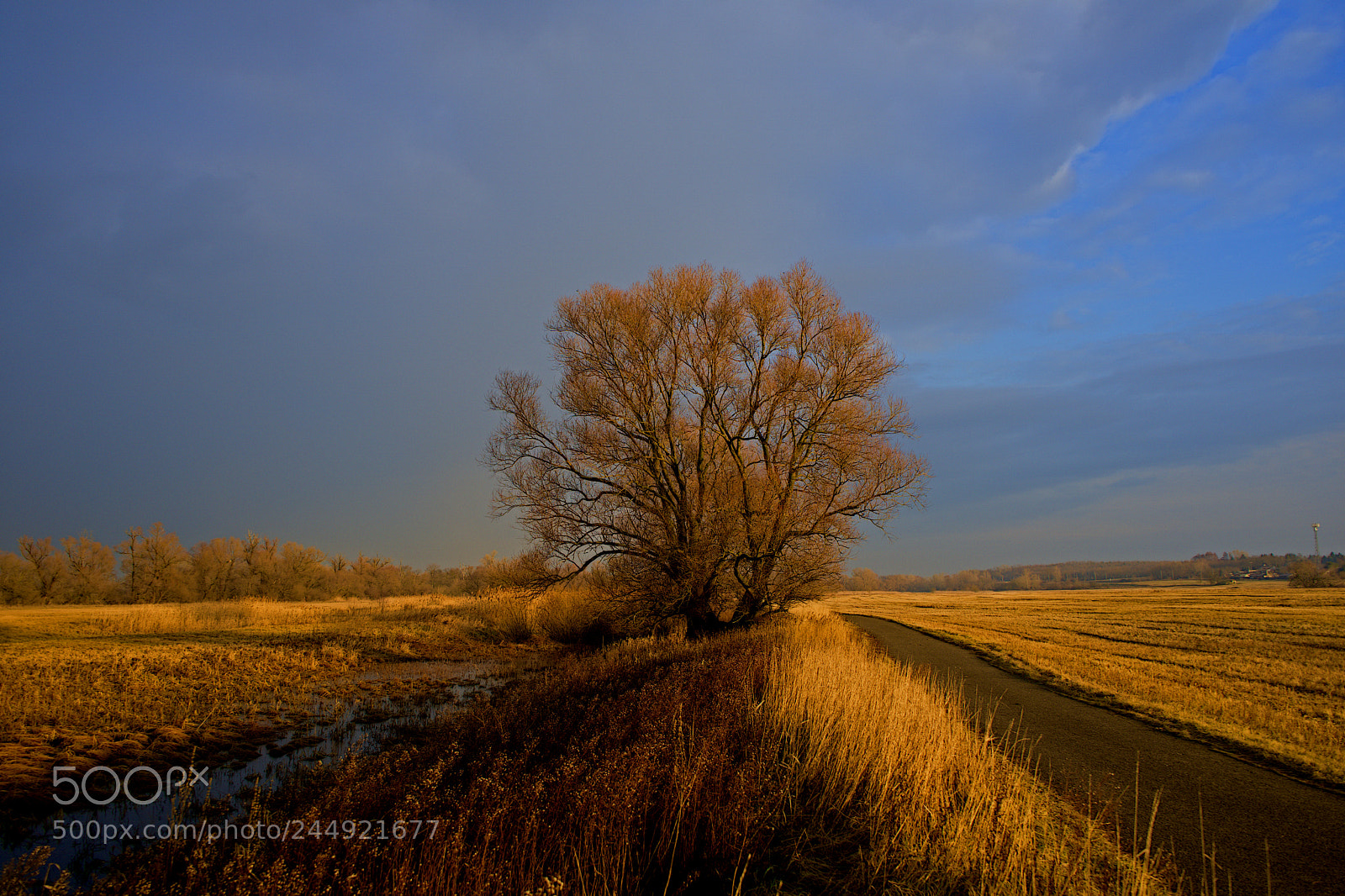 Sony a7 sample photo. Trees photography