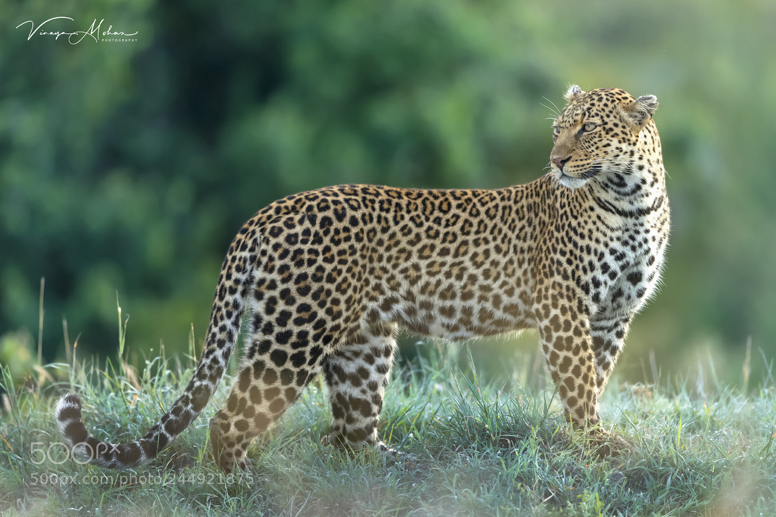 Nikon D5 sample photo. Leopard photography