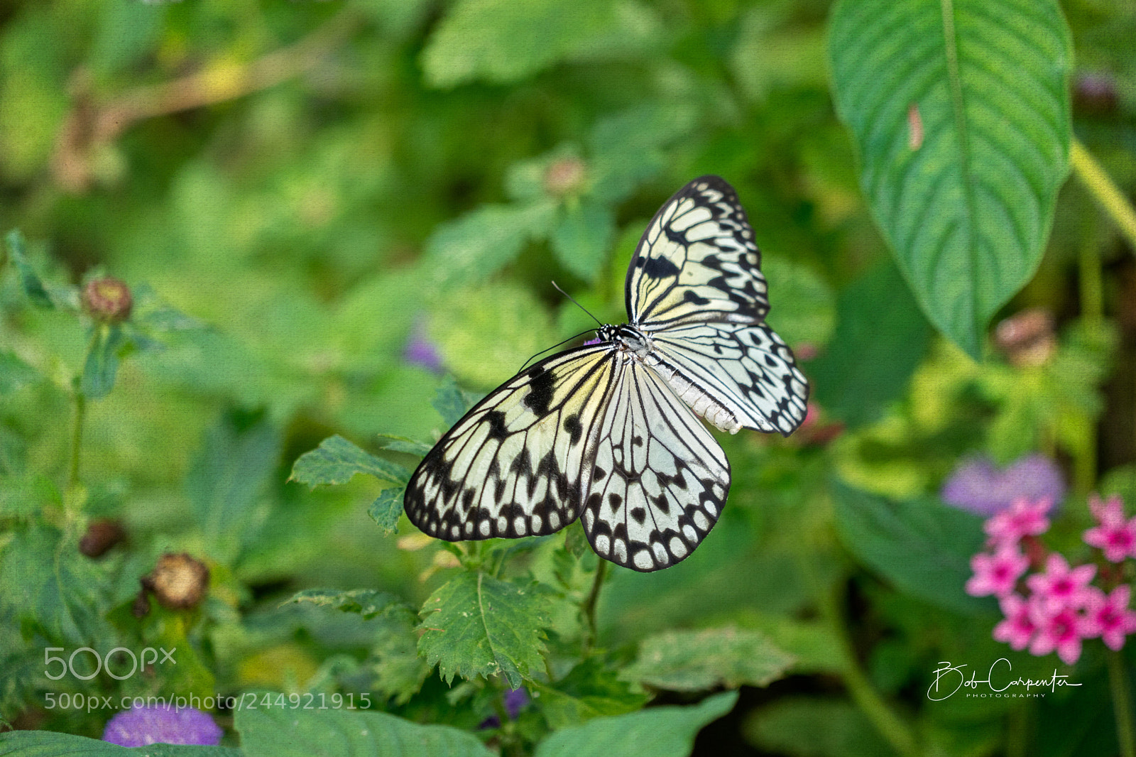 Sony a7R II sample photo. Spread your wings and photography