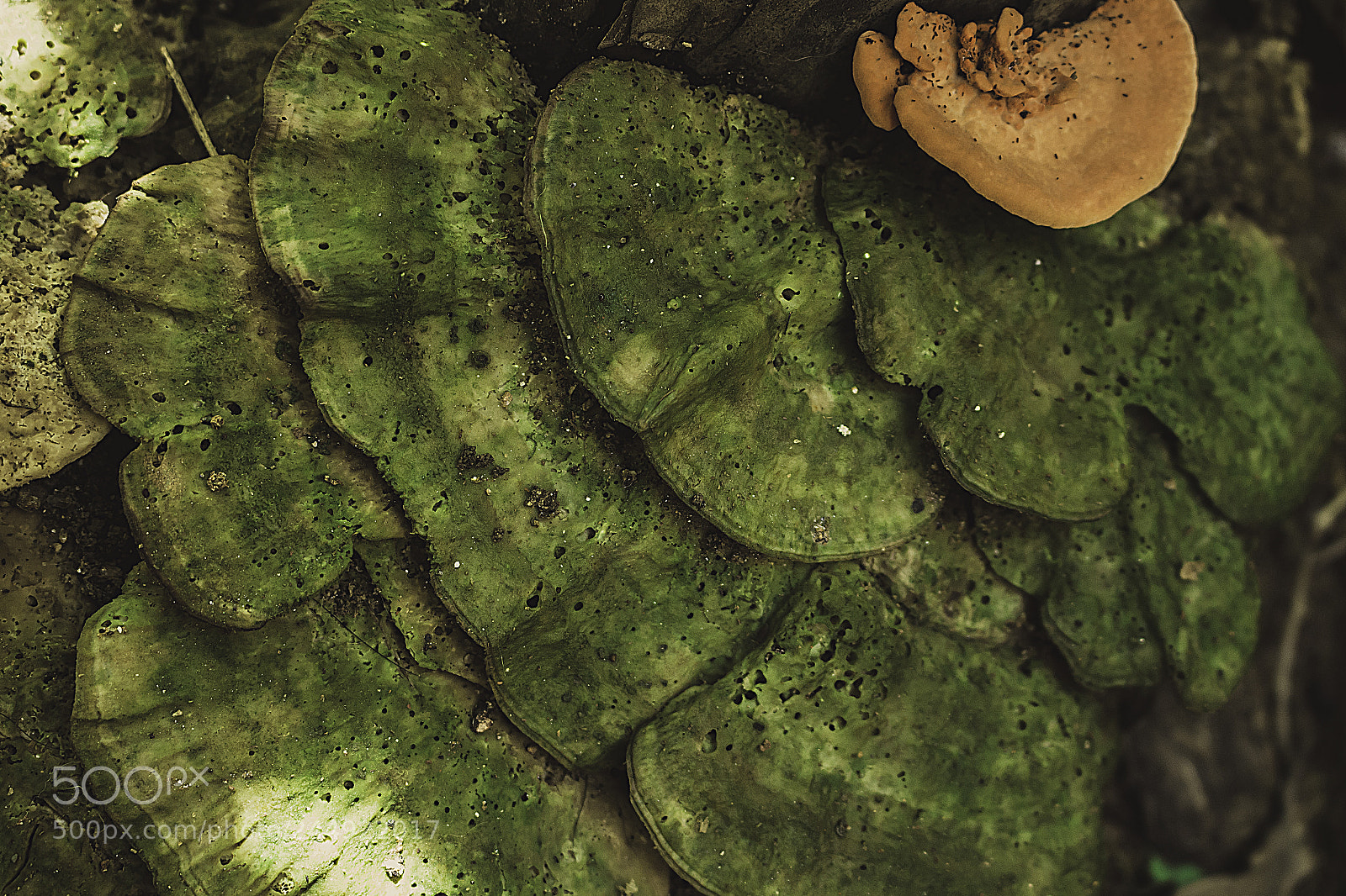Canon EOS 700D (EOS Rebel T5i / EOS Kiss X7i) sample photo. Fungi photography