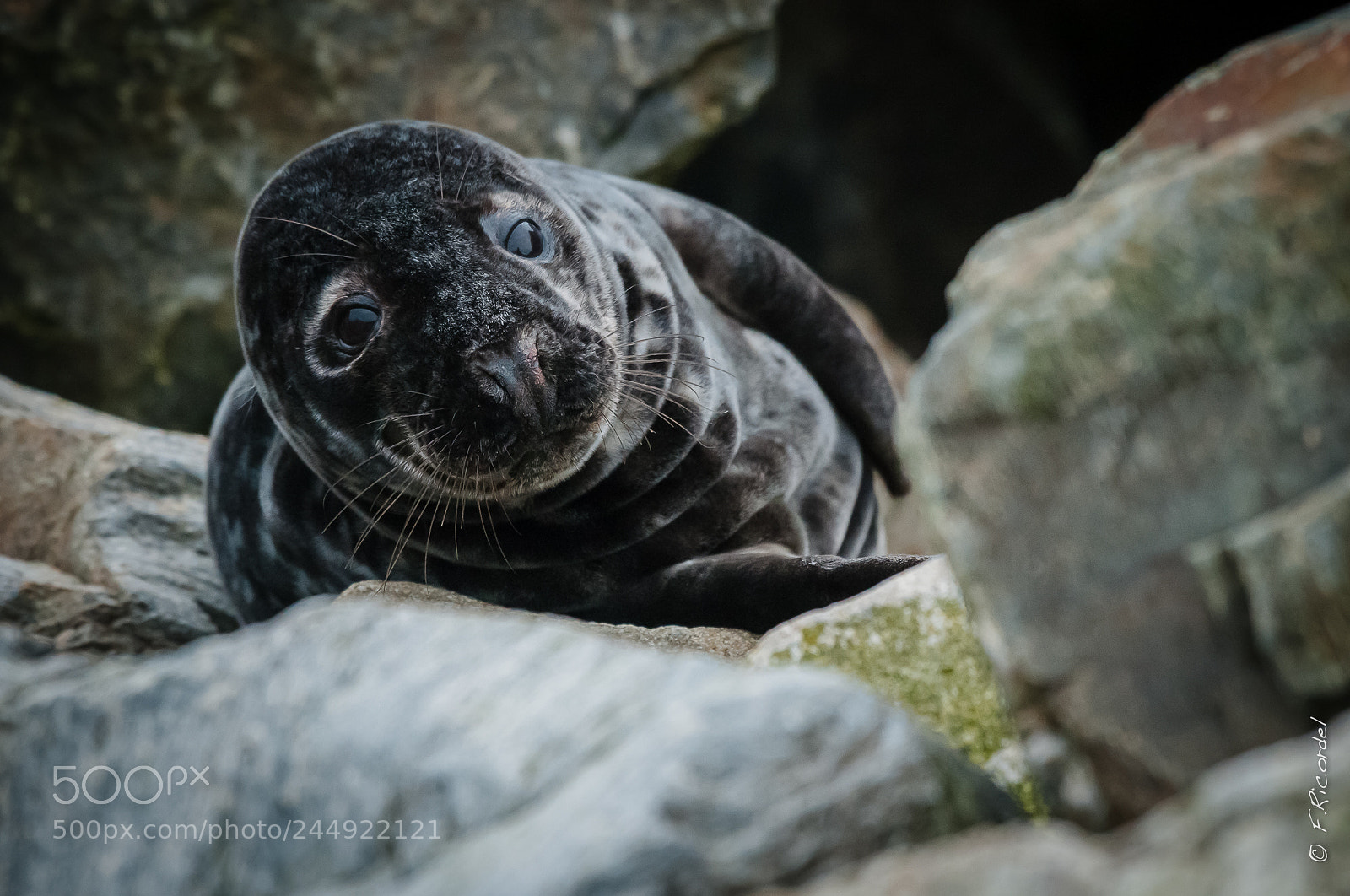 Nikon D300 sample photo. Wild seal photography
