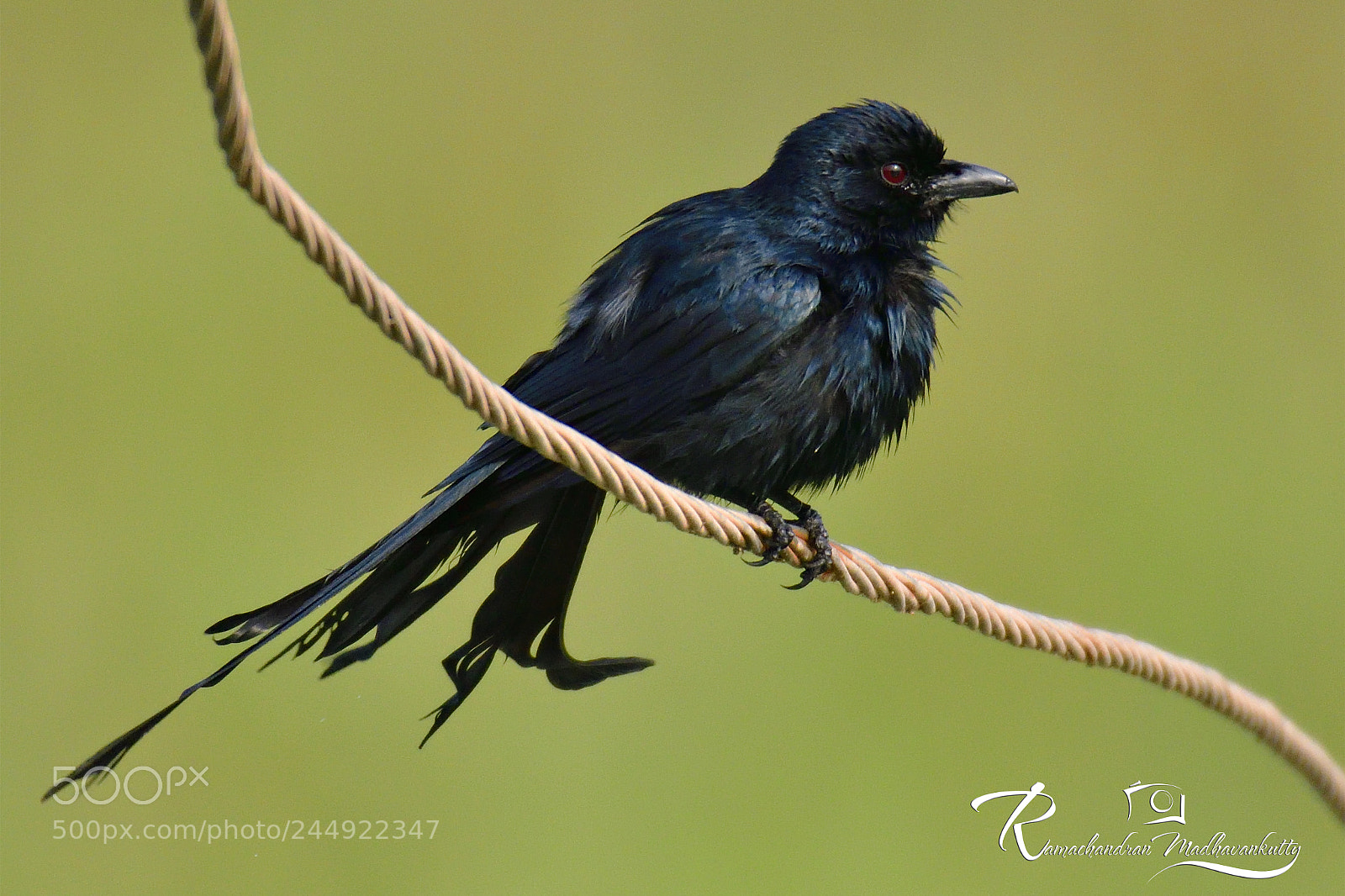 Nikon D500 sample photo. Tha black drongo photography