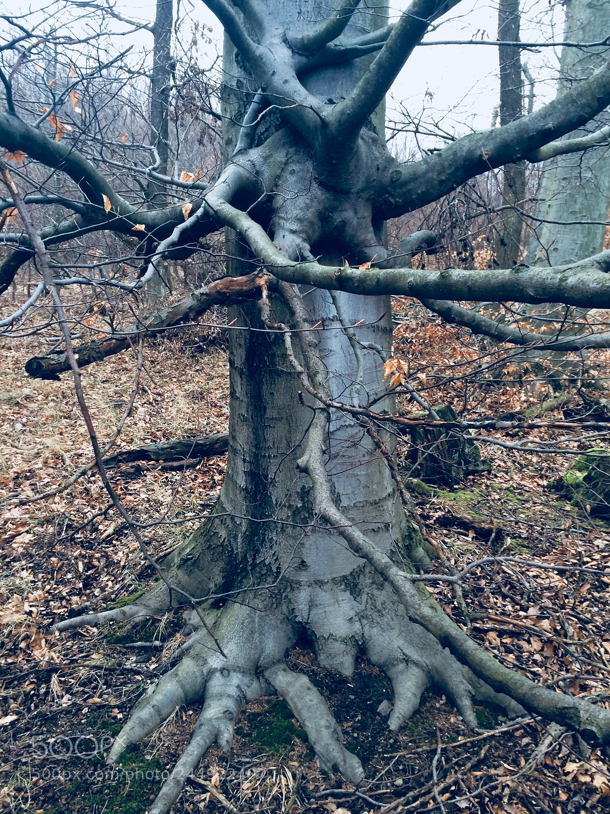 Apple iPhone 5s sample photo. We met in forest photography