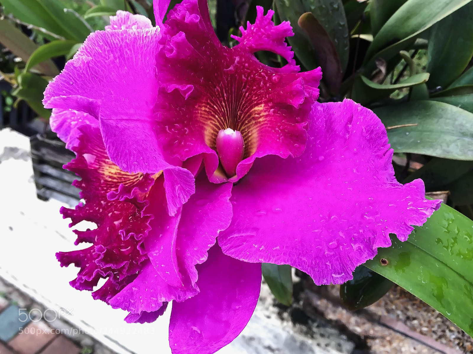 Apple iPhone 6 Plus sample photo. Apc_1690.jpg photography