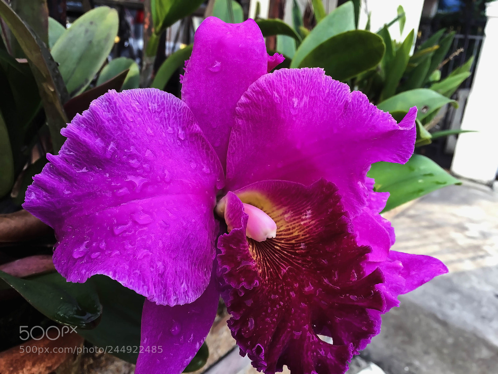 Apple iPhone 6 Plus sample photo. Apc_1689.jpg photography