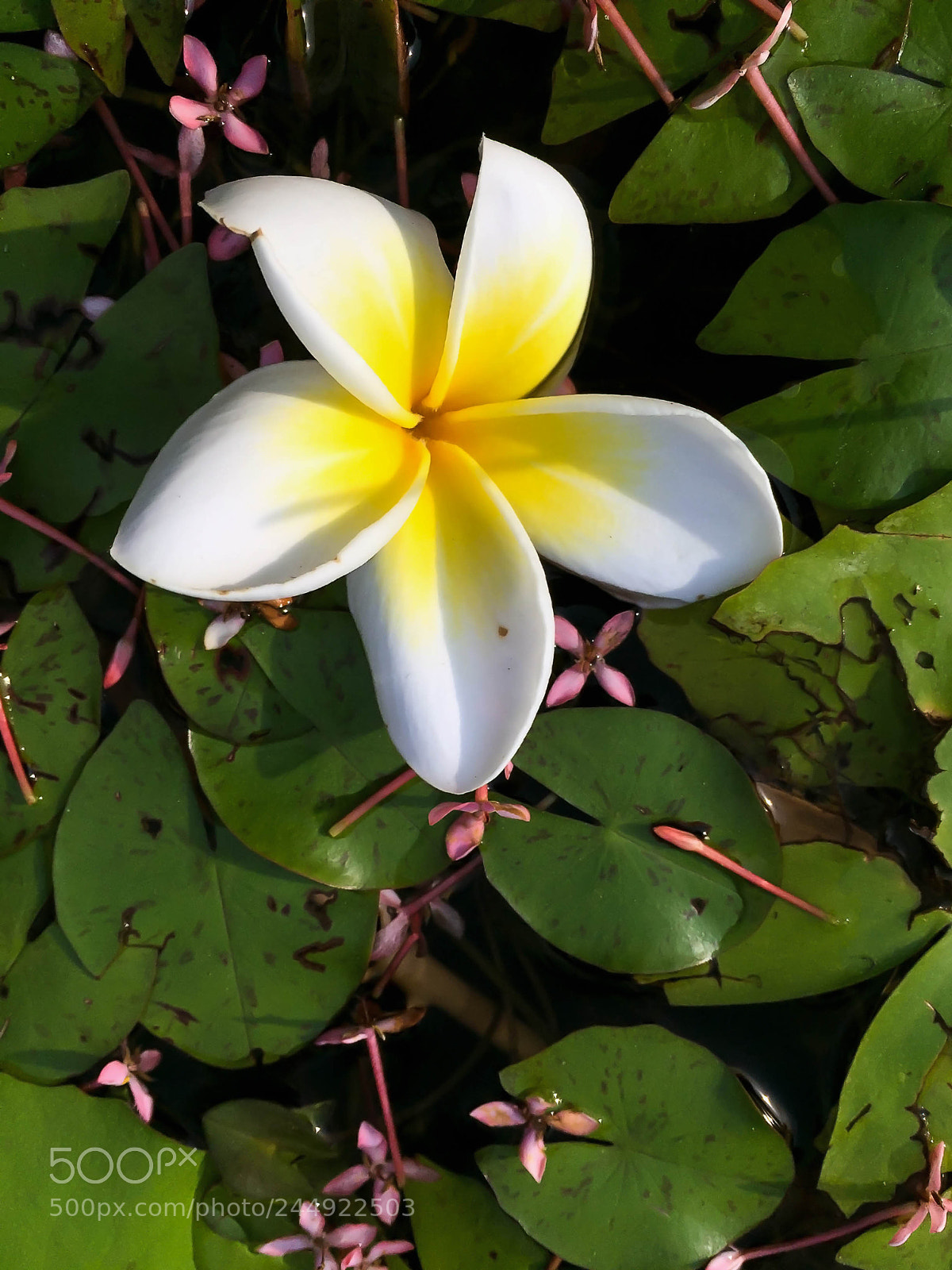 Apple iPhone 6 Plus sample photo. Apc_1684.jpg photography