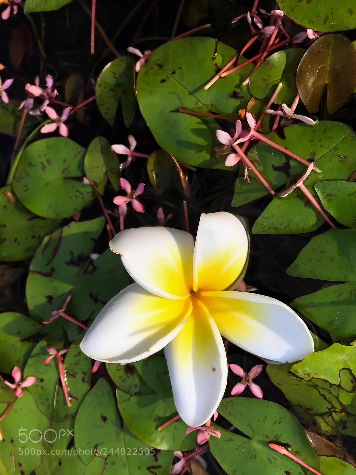 Apple iPhone 6 Plus sample photo. Apc_1683.jpg photography