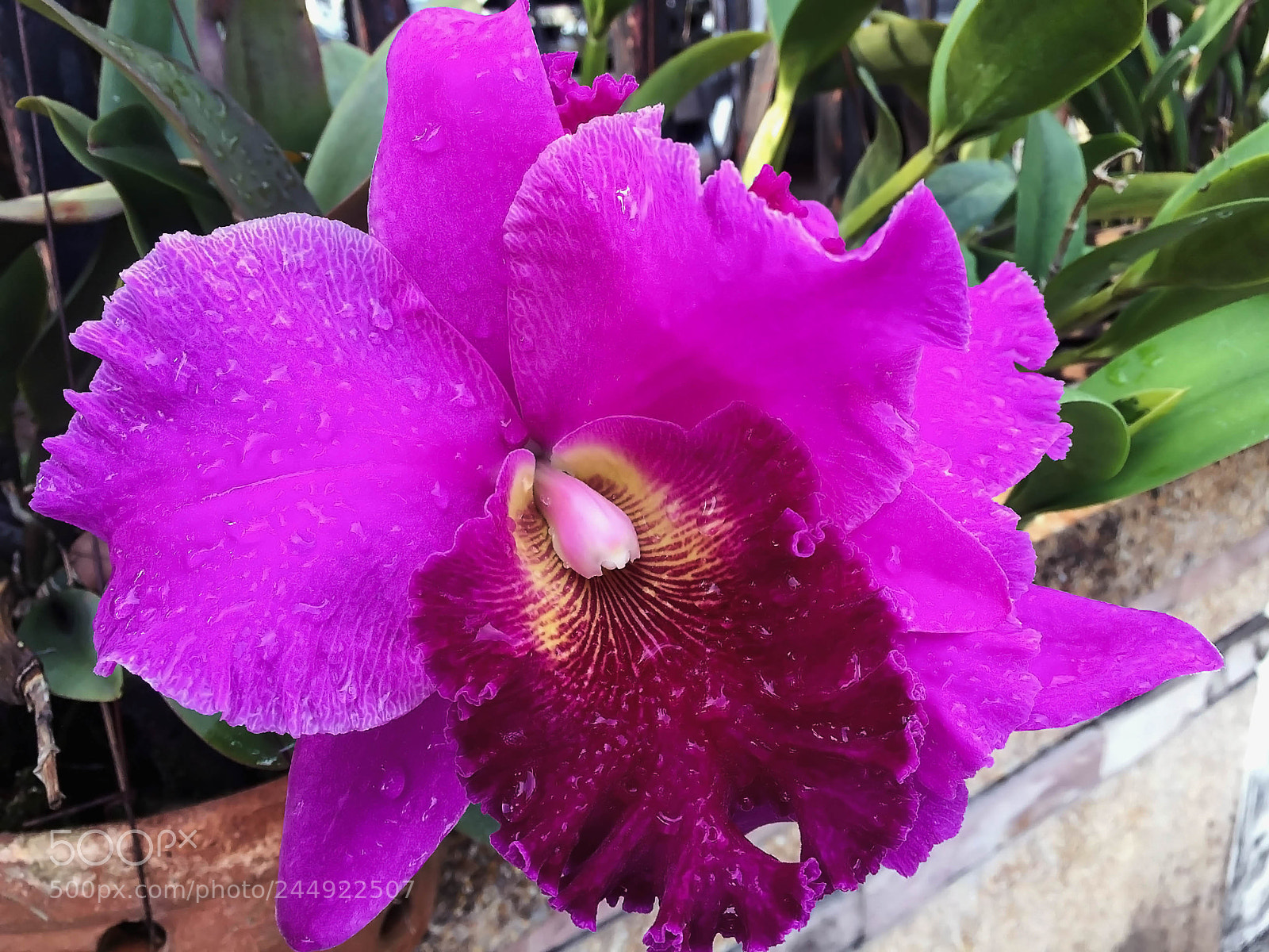 Apple iPhone 6 Plus sample photo. Apc_1688.jpg photography