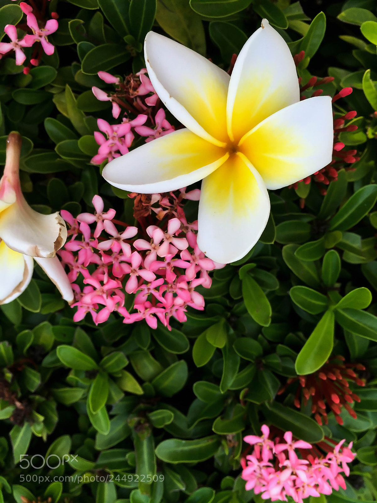 Apple iPhone 6 Plus sample photo. Apc_1682.jpg photography