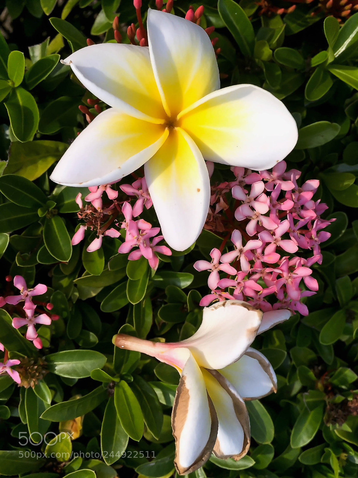 Apple iPhone 6 Plus sample photo. Apc_1681.jpg photography