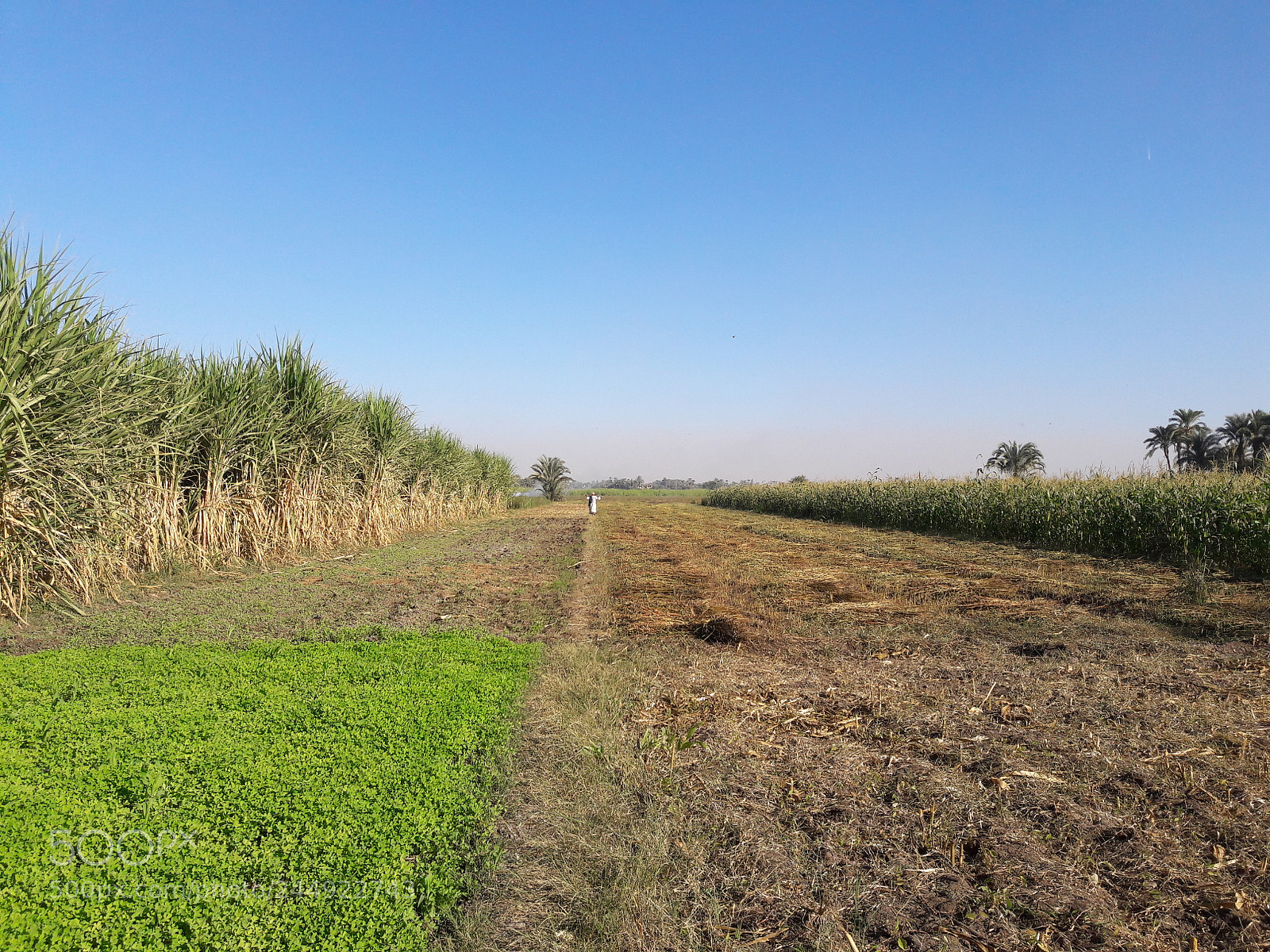 Samsung Galaxy J7 sample photo. Agriculture in luxor photography