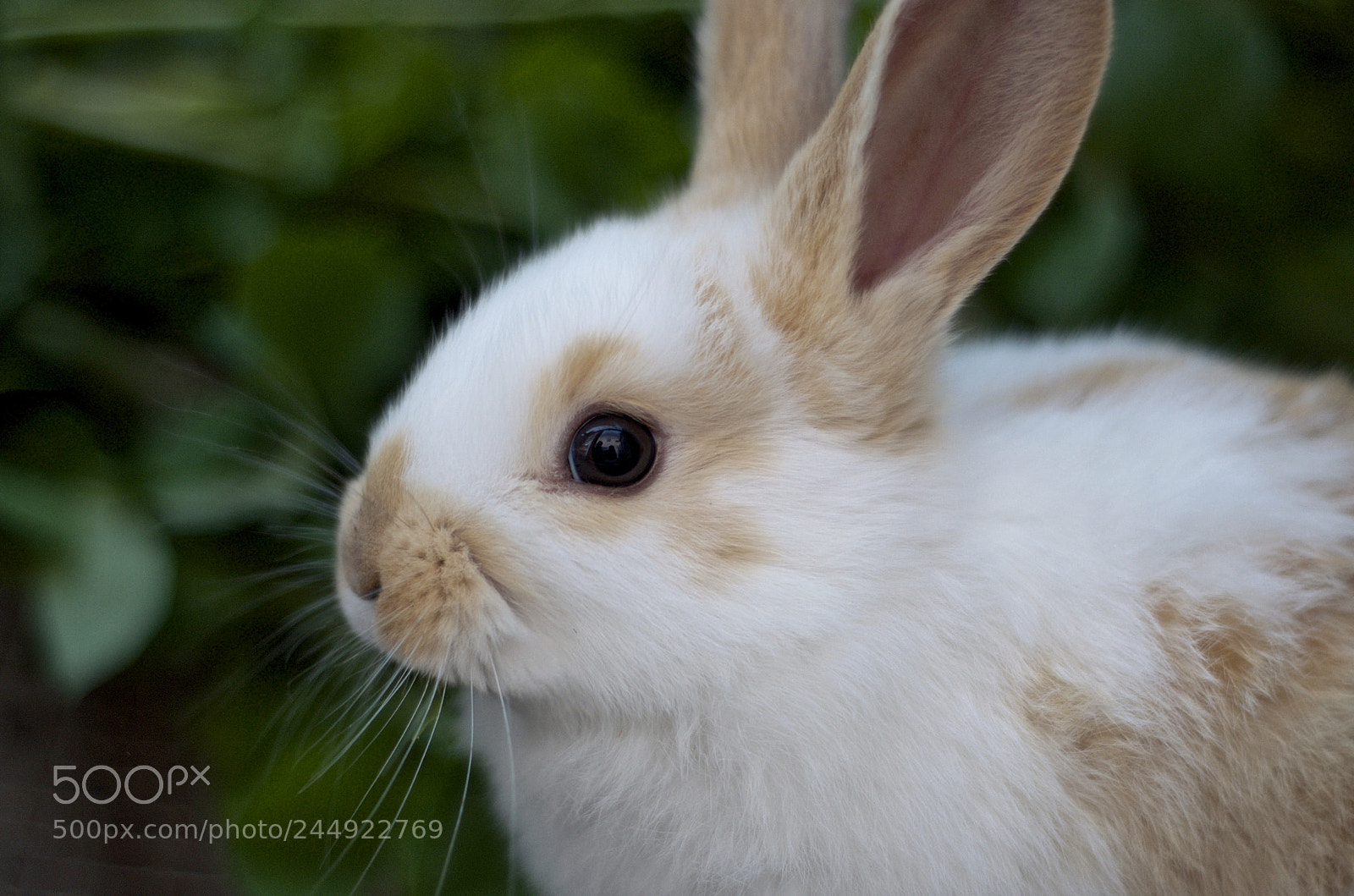 Nikon D7000 sample photo. Rabbit photography