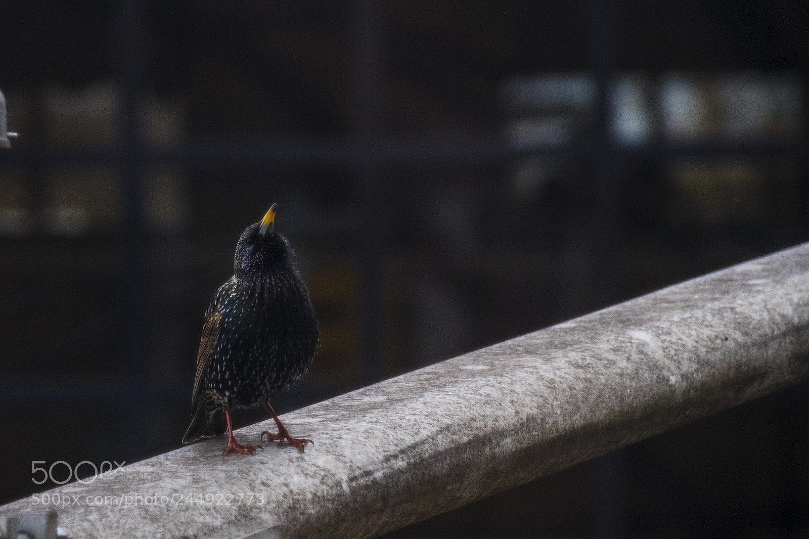 Fujifilm X-E3 sample photo. Early bird. photography