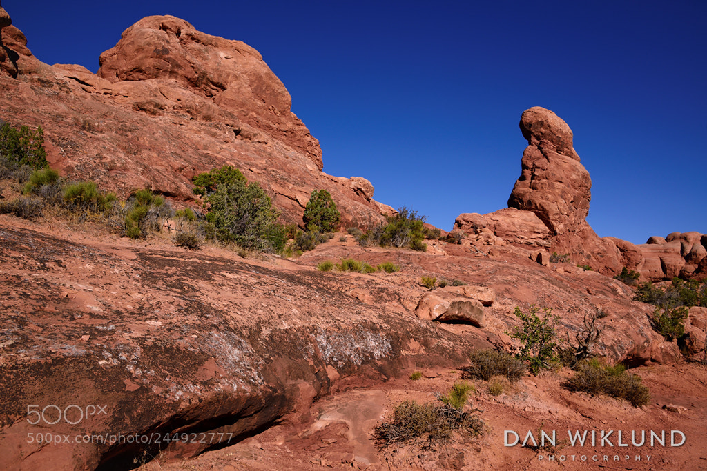 Nikon D800 sample photo. Morning among the red photography