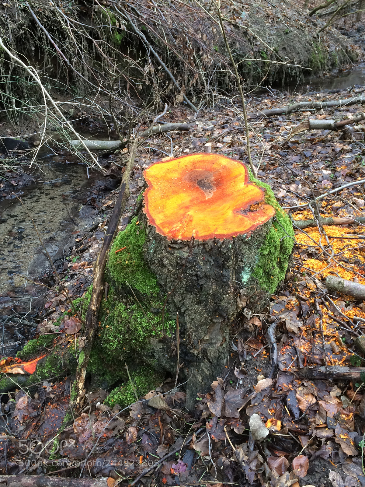 Apple iPhone 5s sample photo. New life of tree photography