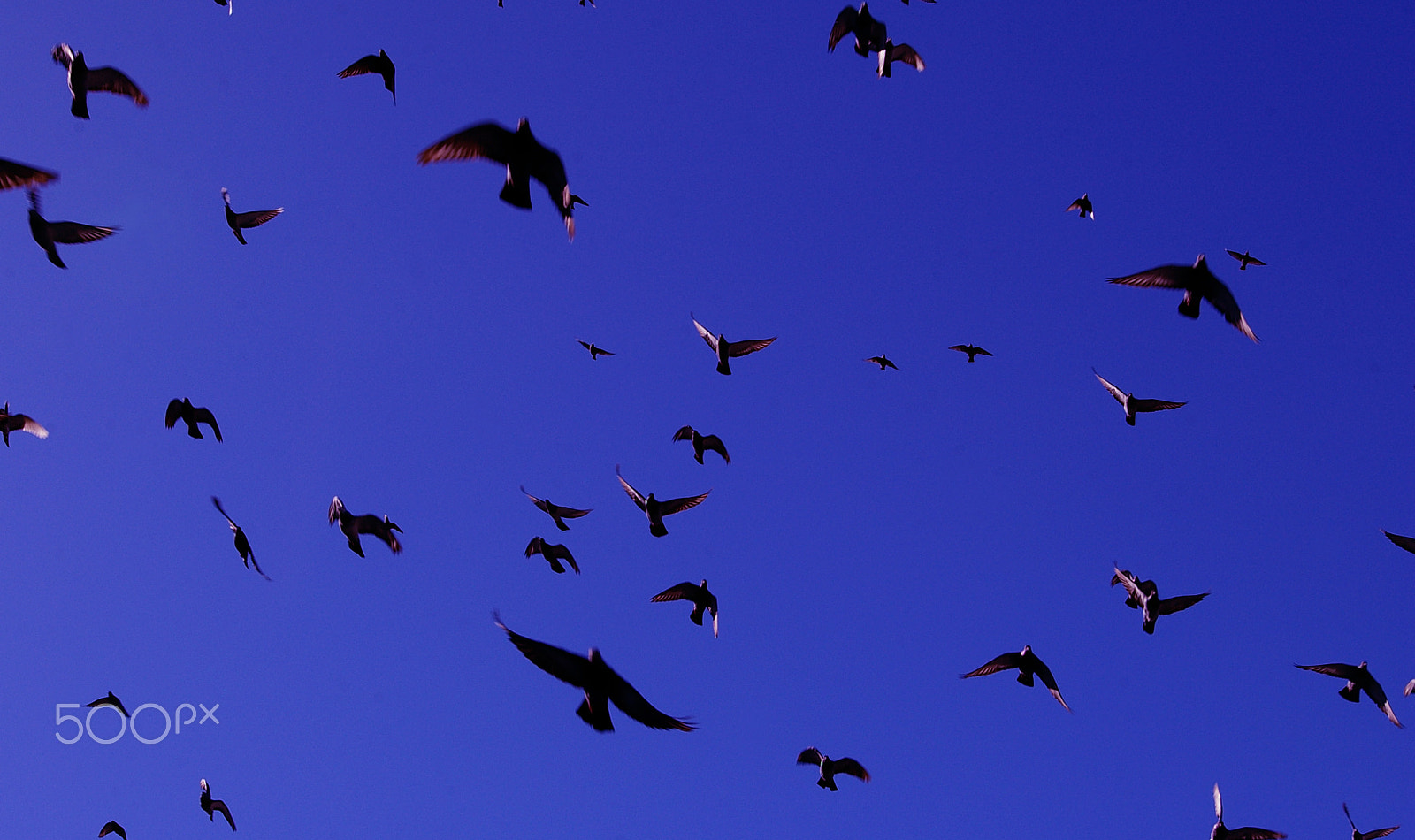 Samsung GX-1L sample photo. Pigeons in vancouver, canada. photography