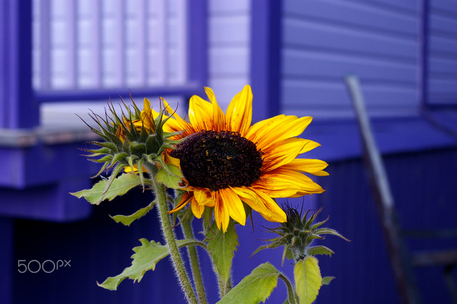 Samsung GX-1L sample photo. Sunflower in dawson city, yukon territory, canada. photography