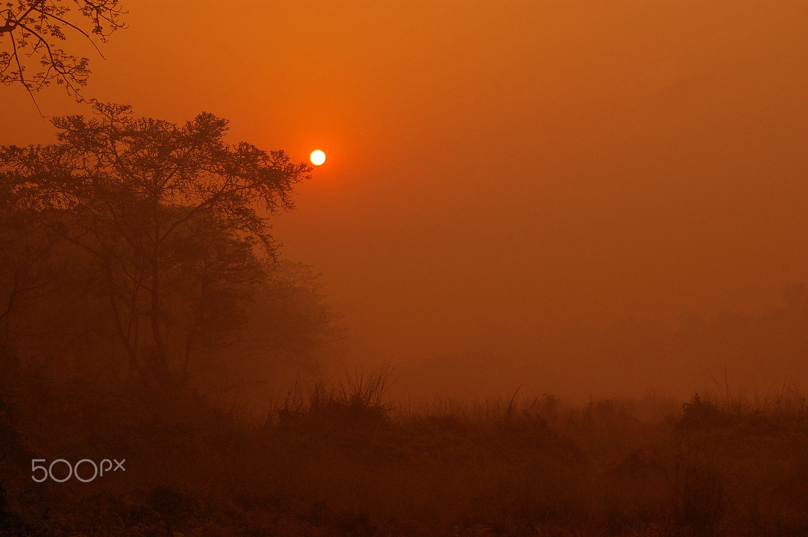 Samsung GX-1L sample photo. Sunrise at chitwan national park, nepal. photography