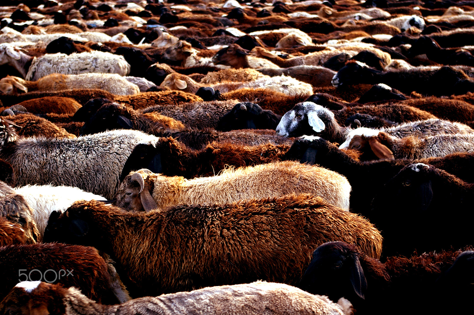 Samsung GX-1L sample photo. Flock of sheep, kygyzstan. photography