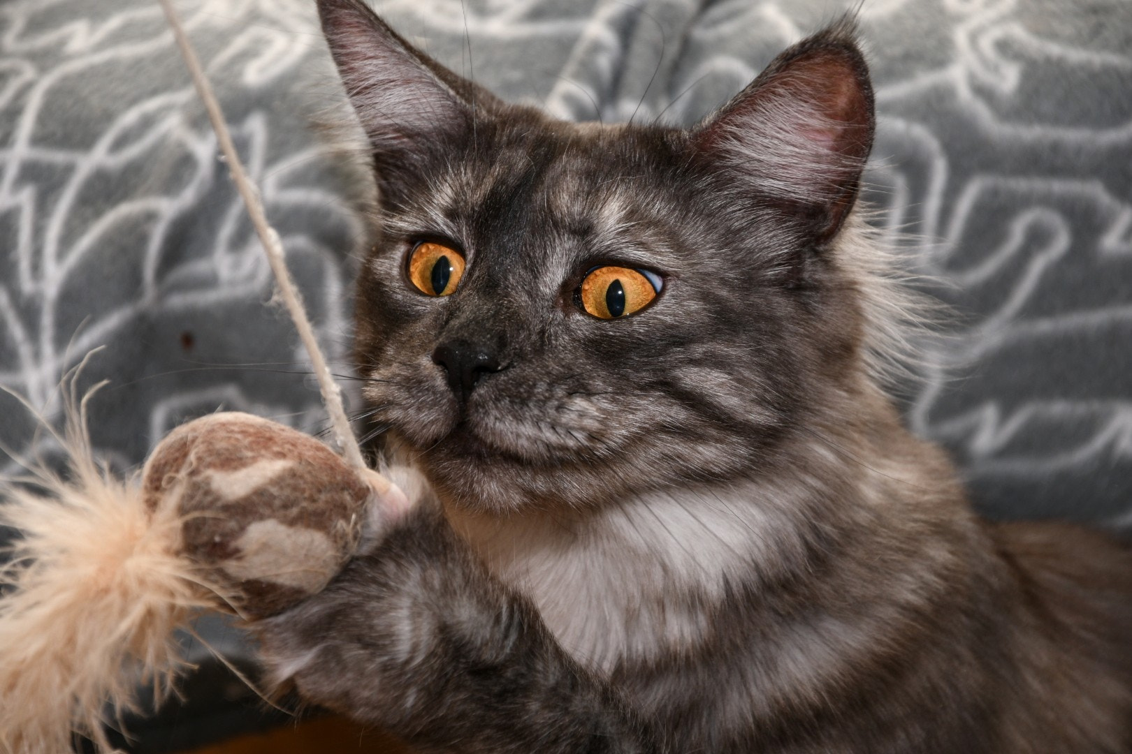 Nikon D7500 sample photo. Regina looks crazy photography