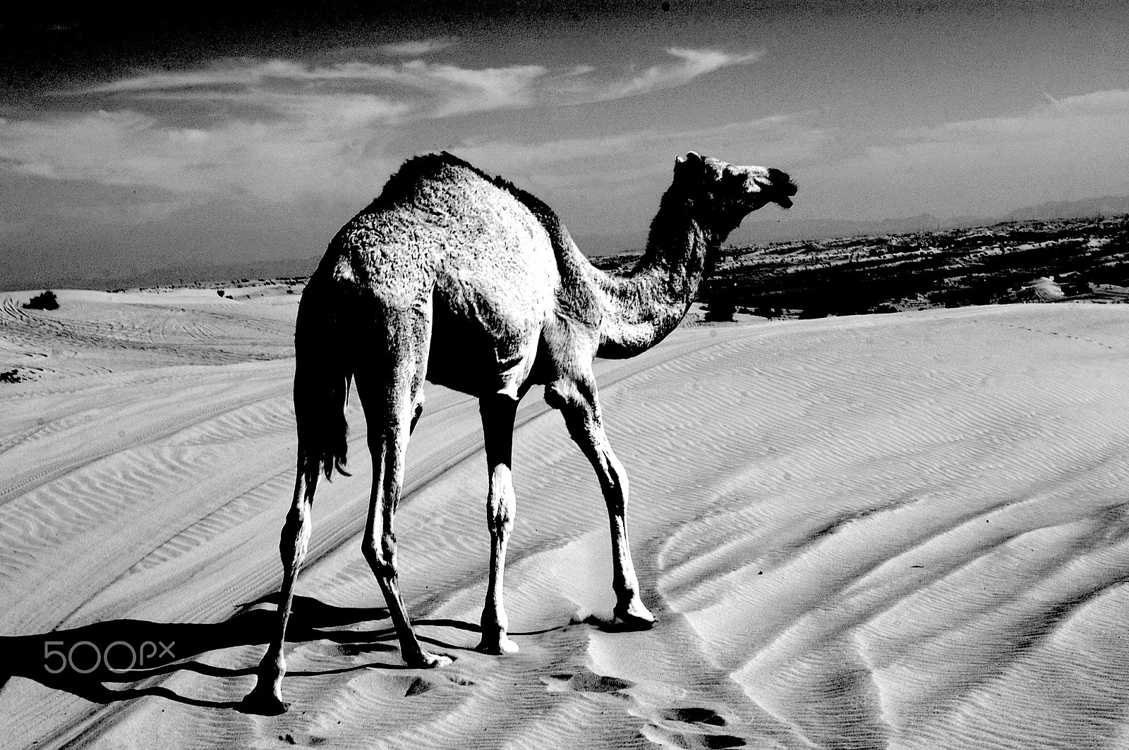 Samsung GX-1L sample photo. Dromedary, uae. photography