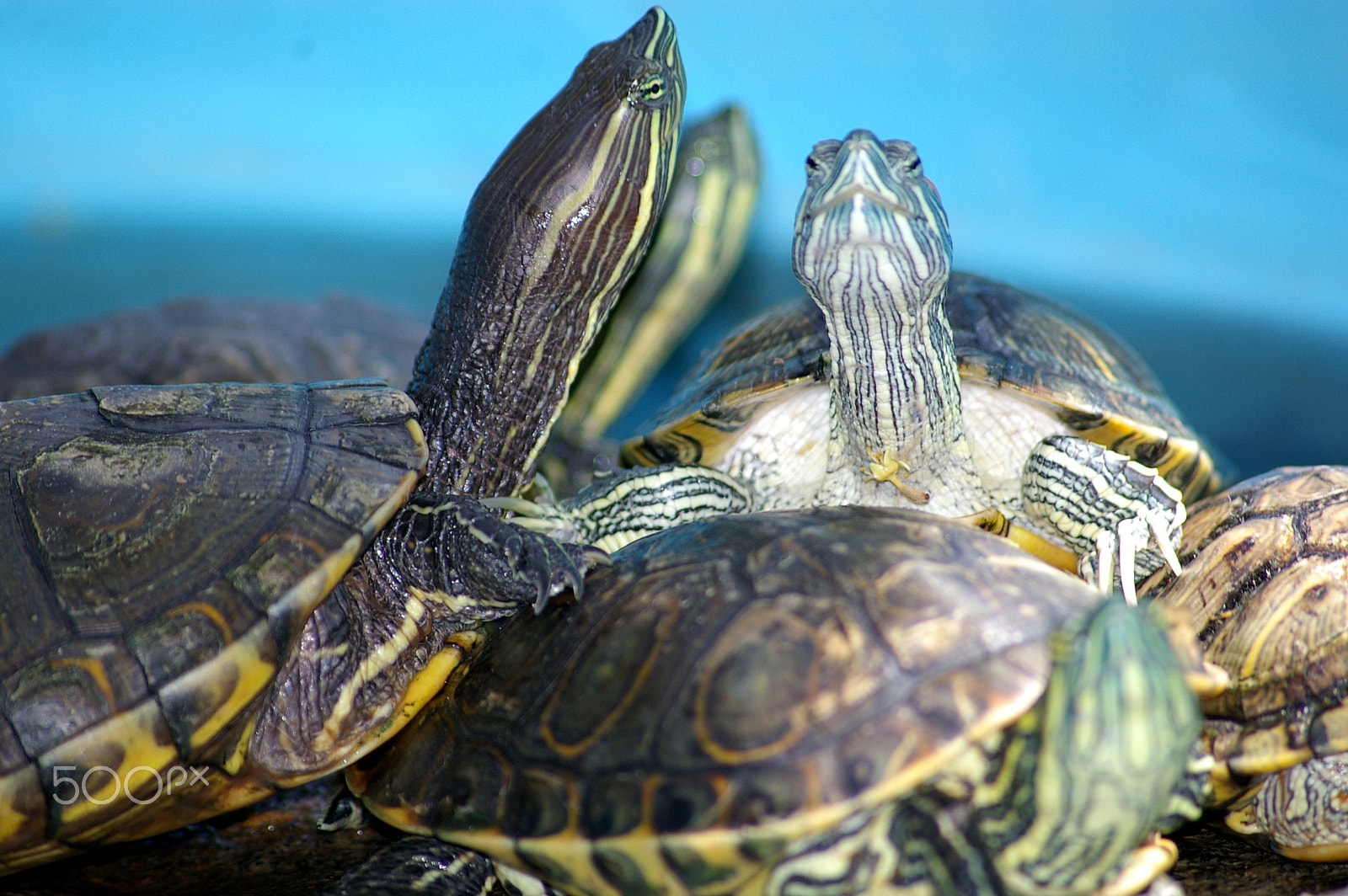 Samsung GX-1L sample photo. Turtle conference in mazunte, mexico. photography