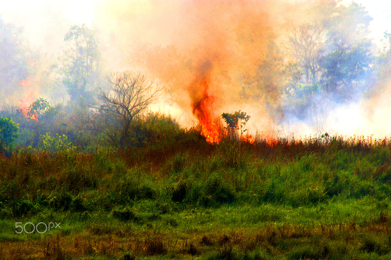 Samsung GX-1L sample photo. Bushfire in chitwan national park, nepal. photography