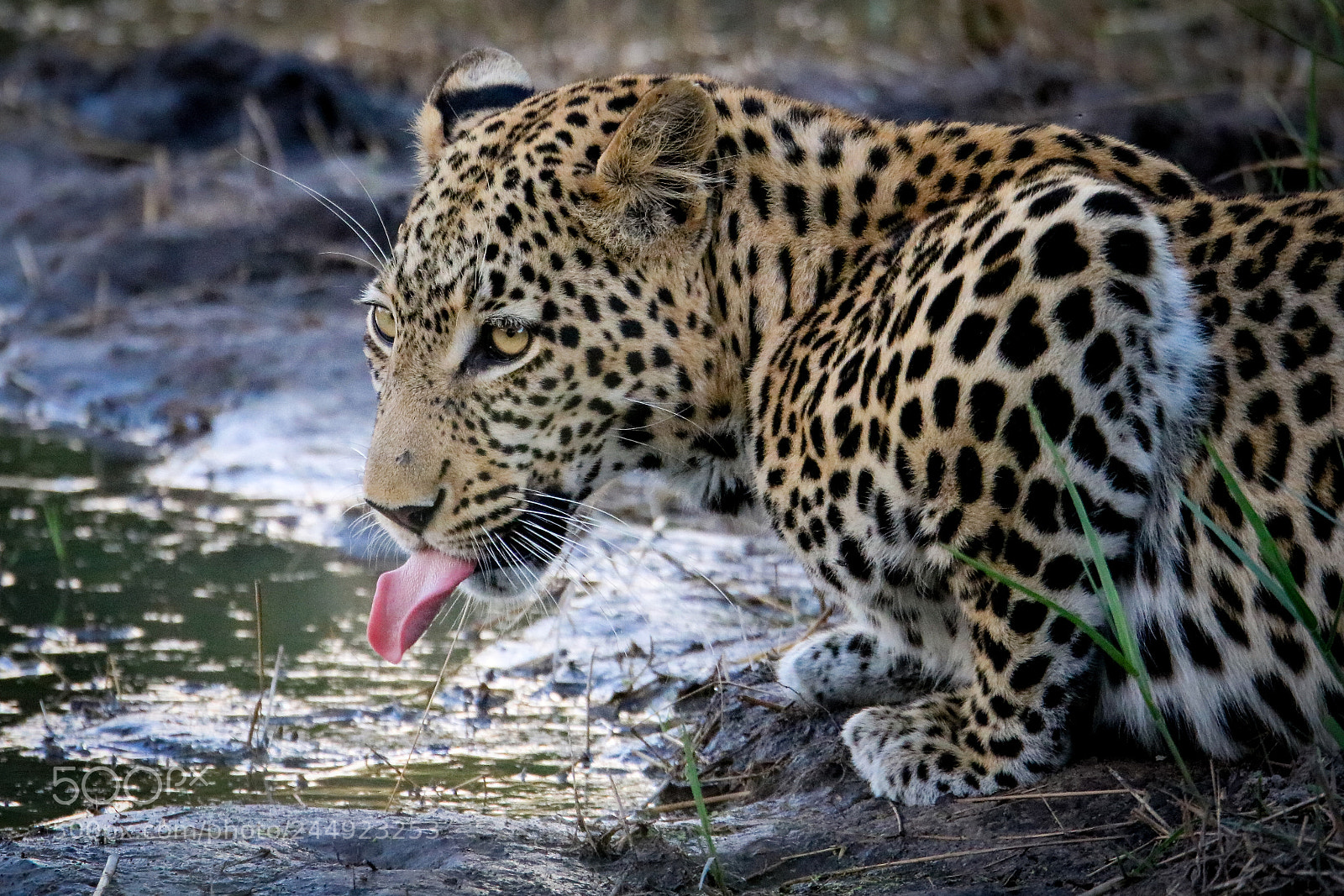Canon EOS 750D (EOS Rebel T6i / EOS Kiss X8i) sample photo. Leopard drinking photography