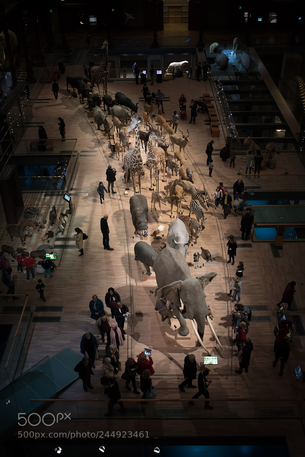 Sony a7R III sample photo. Taxidermie photography