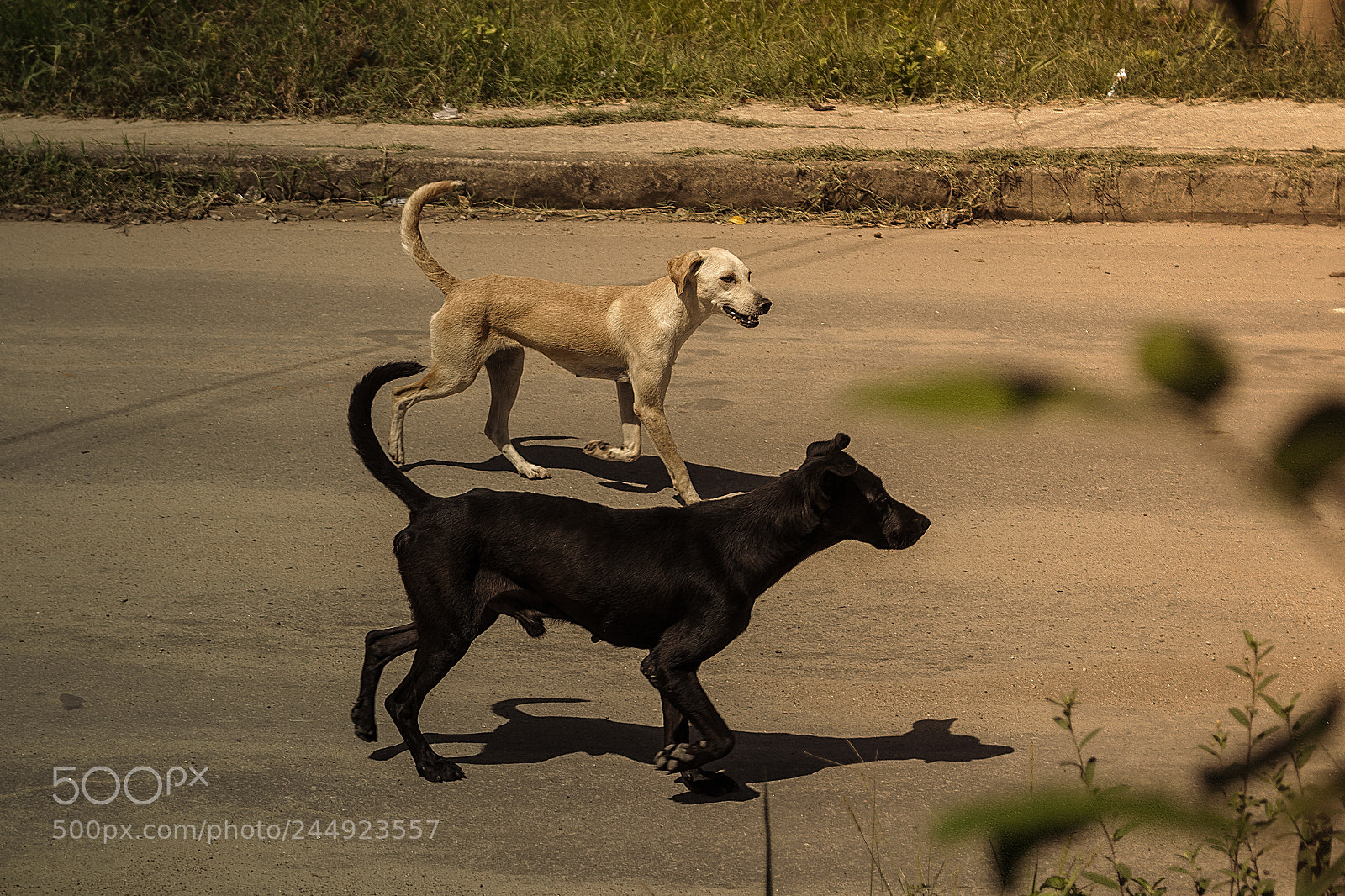 Canon EOS 700D (EOS Rebel T5i / EOS Kiss X7i) sample photo. Dogs photography