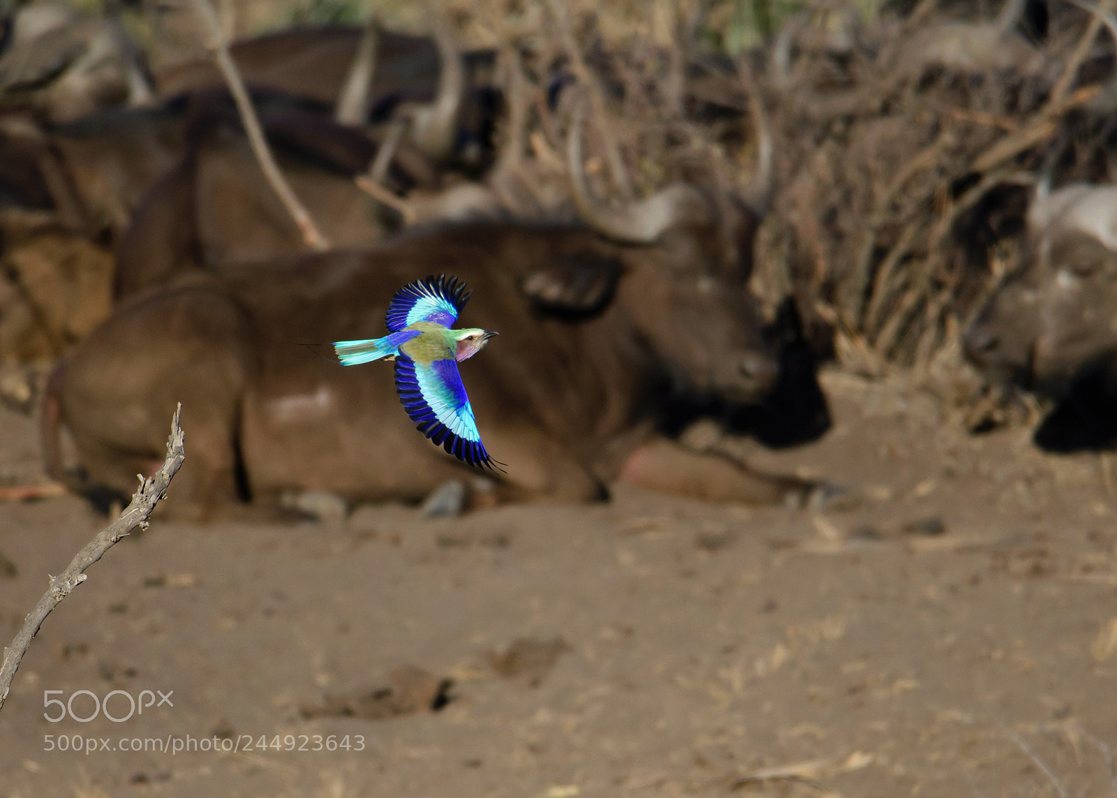 Nikon D500 sample photo. A dash of colour photography