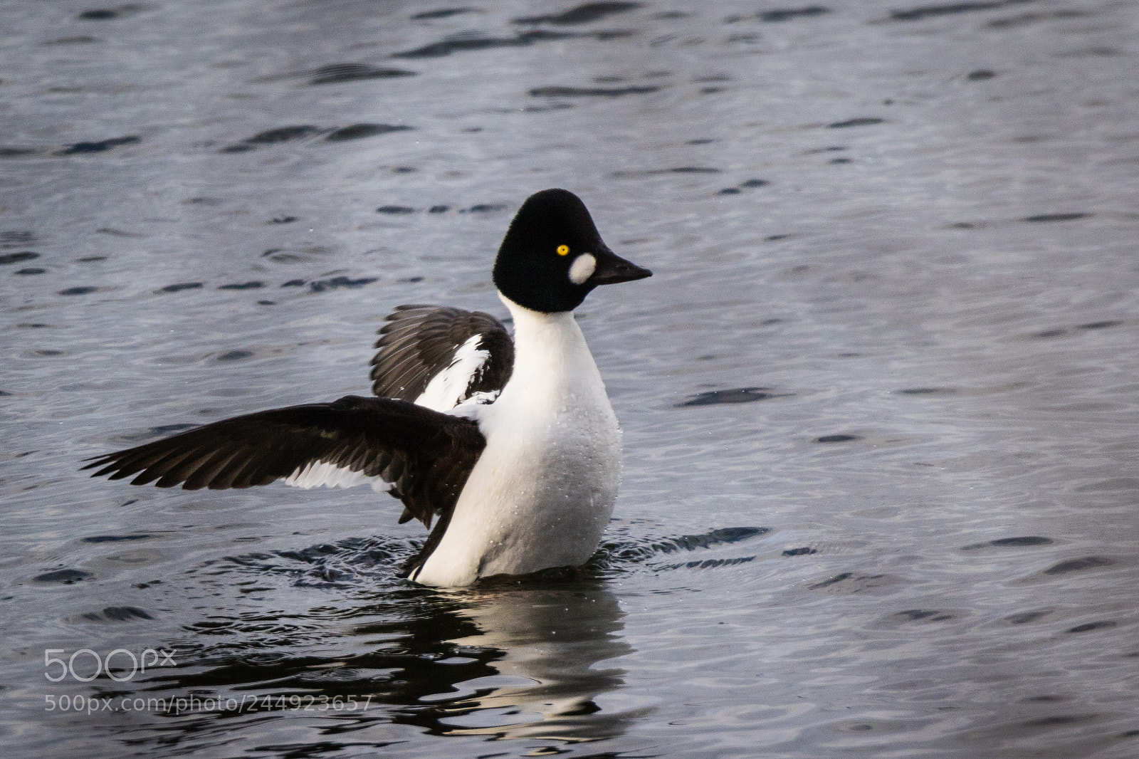 Canon EOS 7D Mark II sample photo. Common goldeneye photography