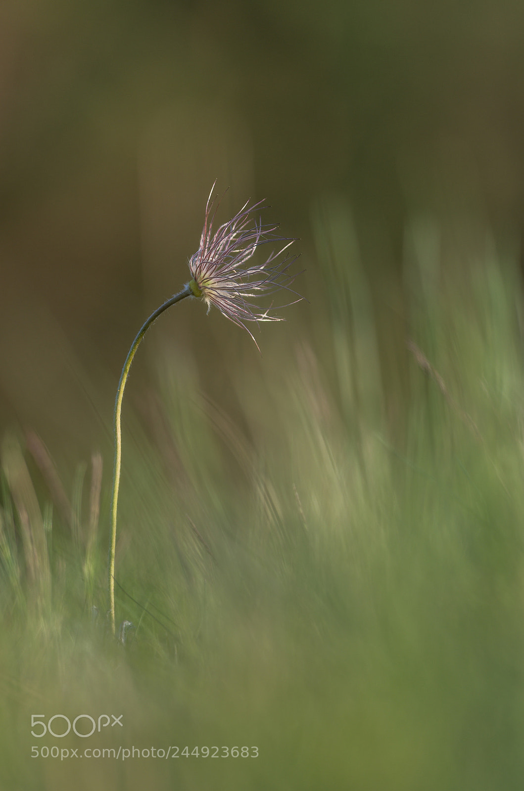 Pentax K-5 sample photo. Withered photography