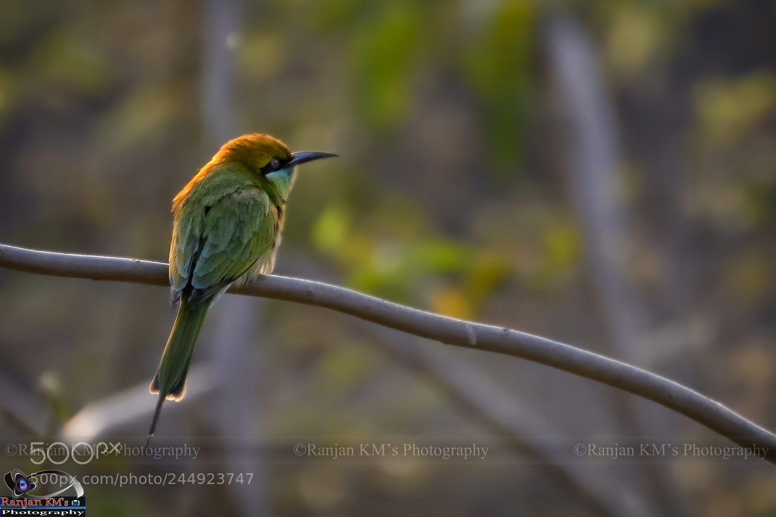 Nikon D7100 sample photo. The green bee eater photography