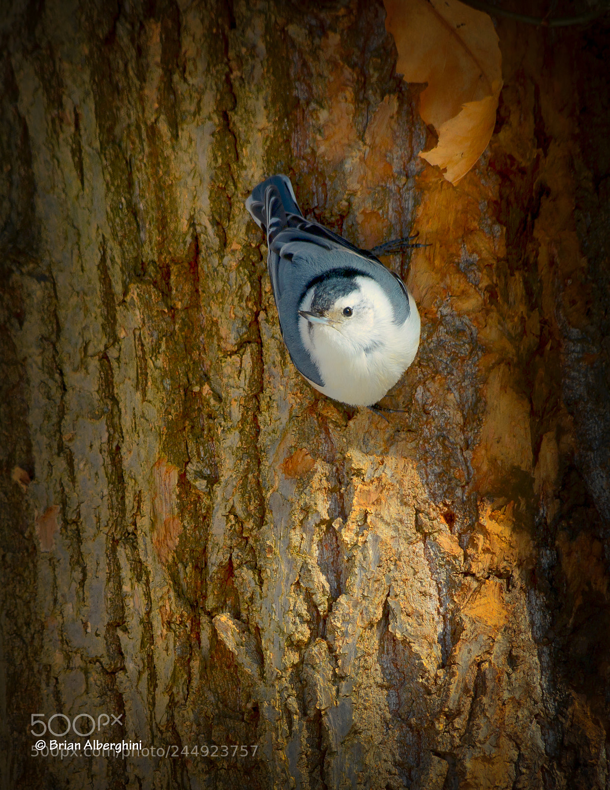 Nikon D7100 sample photo. Just hangin' around photography