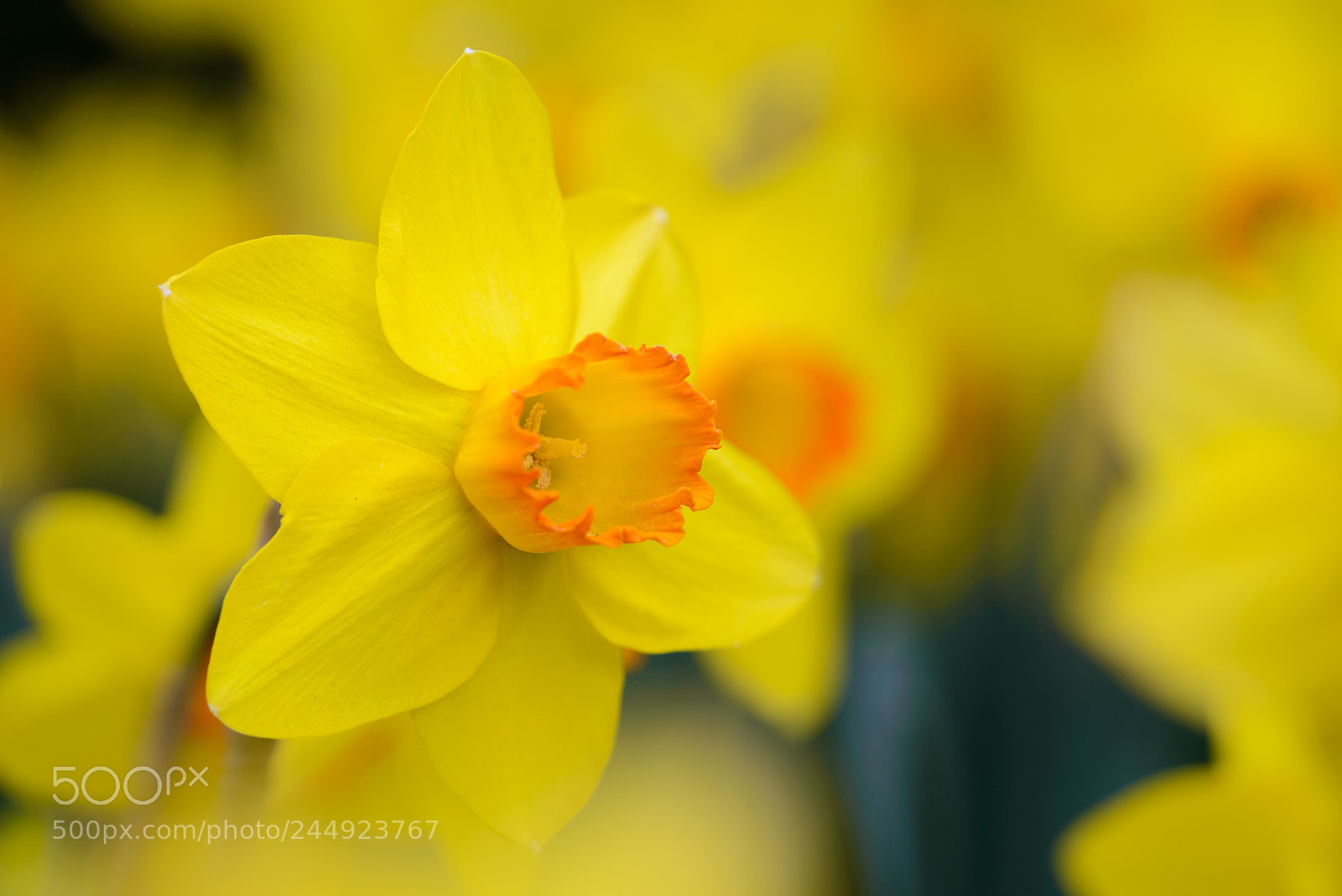 Nikon D600 sample photo. Yellow sea photography
