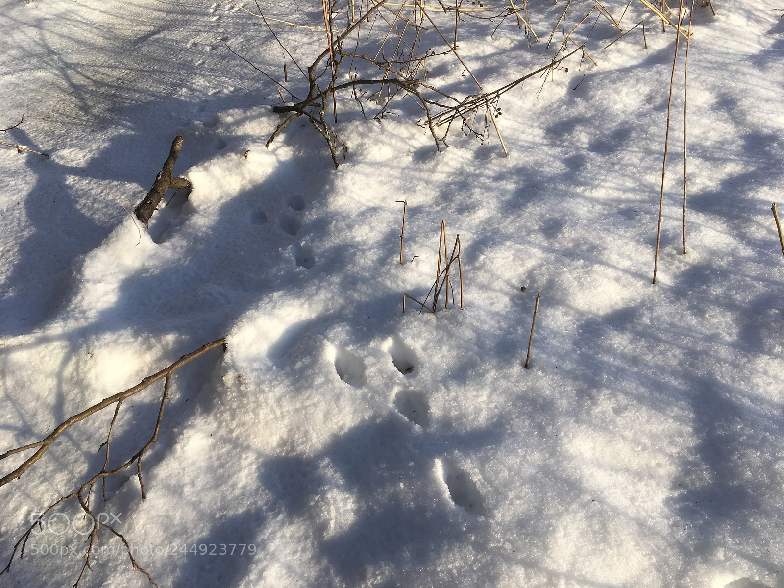 Apple iPhone SE sample photo. Bunny prints photography