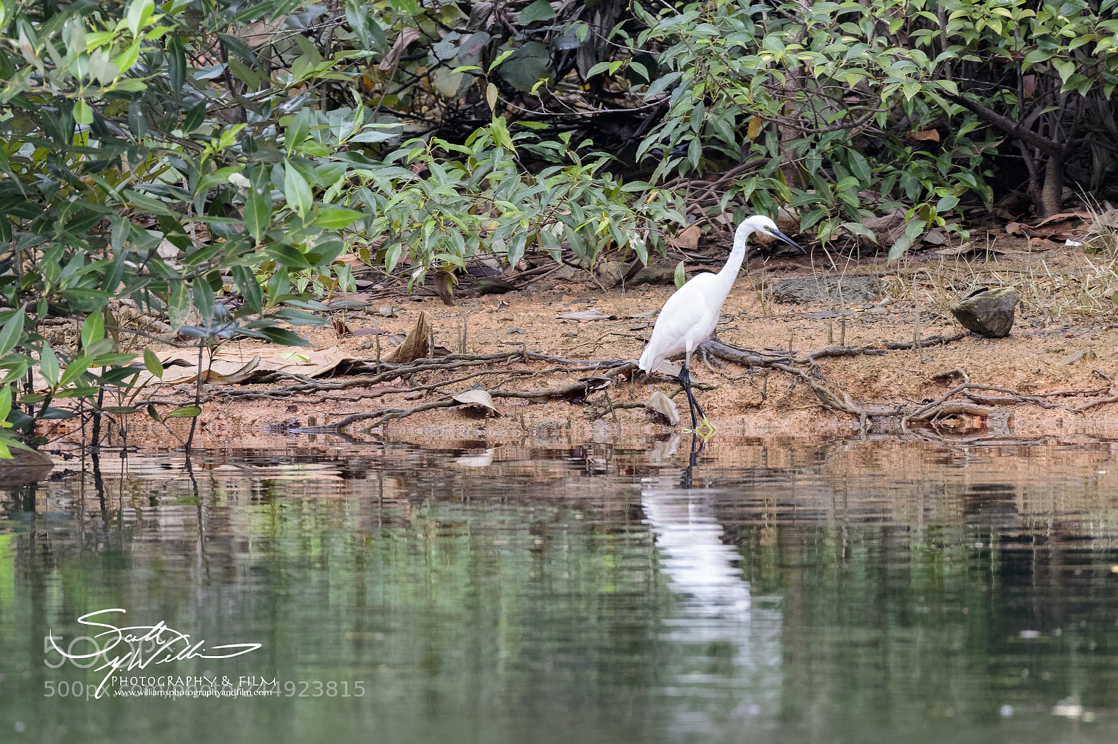 Canon EOS 7D Mark II sample photo. Edge of the mangroves photography