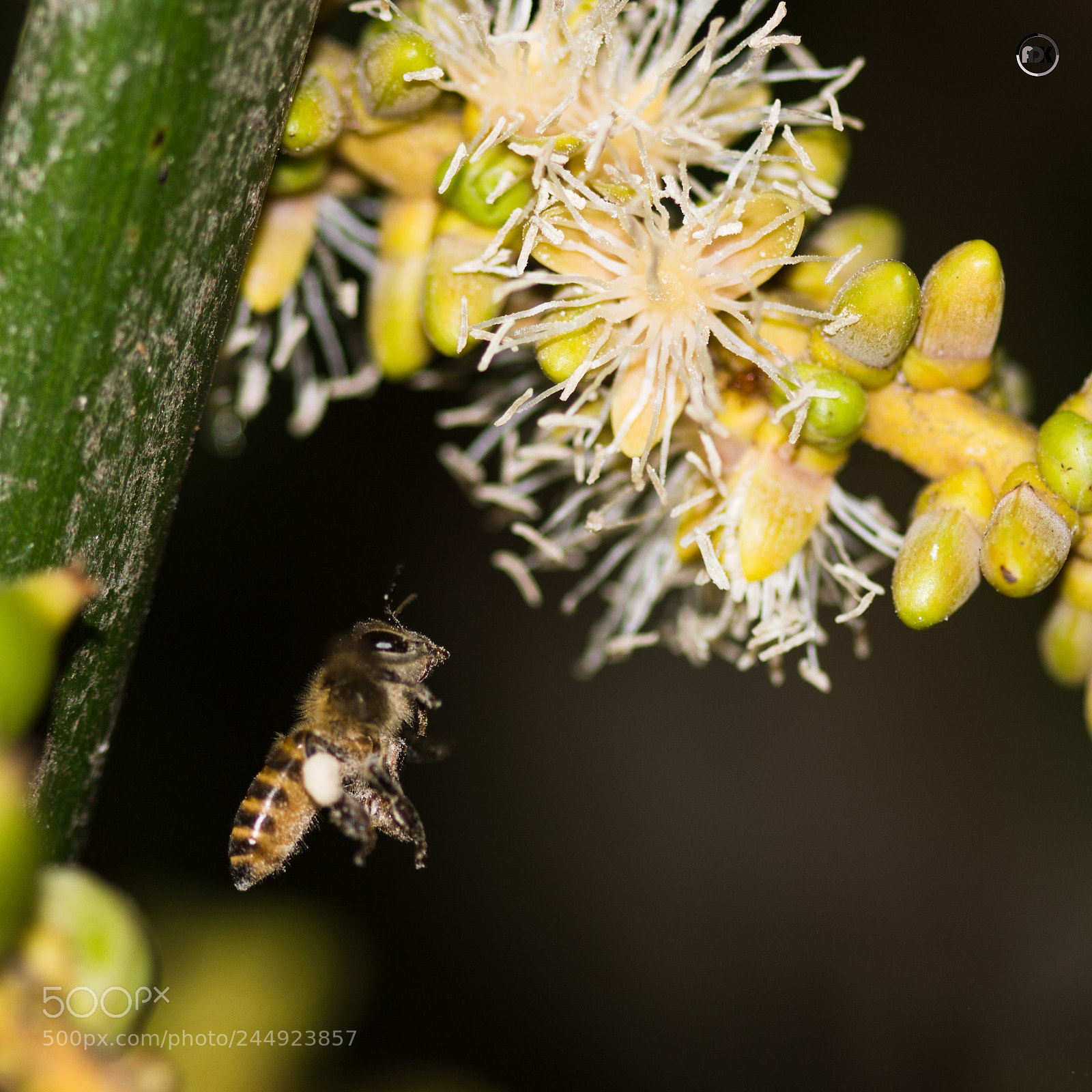 Canon EOS 100D (EOS Rebel SL1 / EOS Kiss X7) sample photo. A bug's life photography