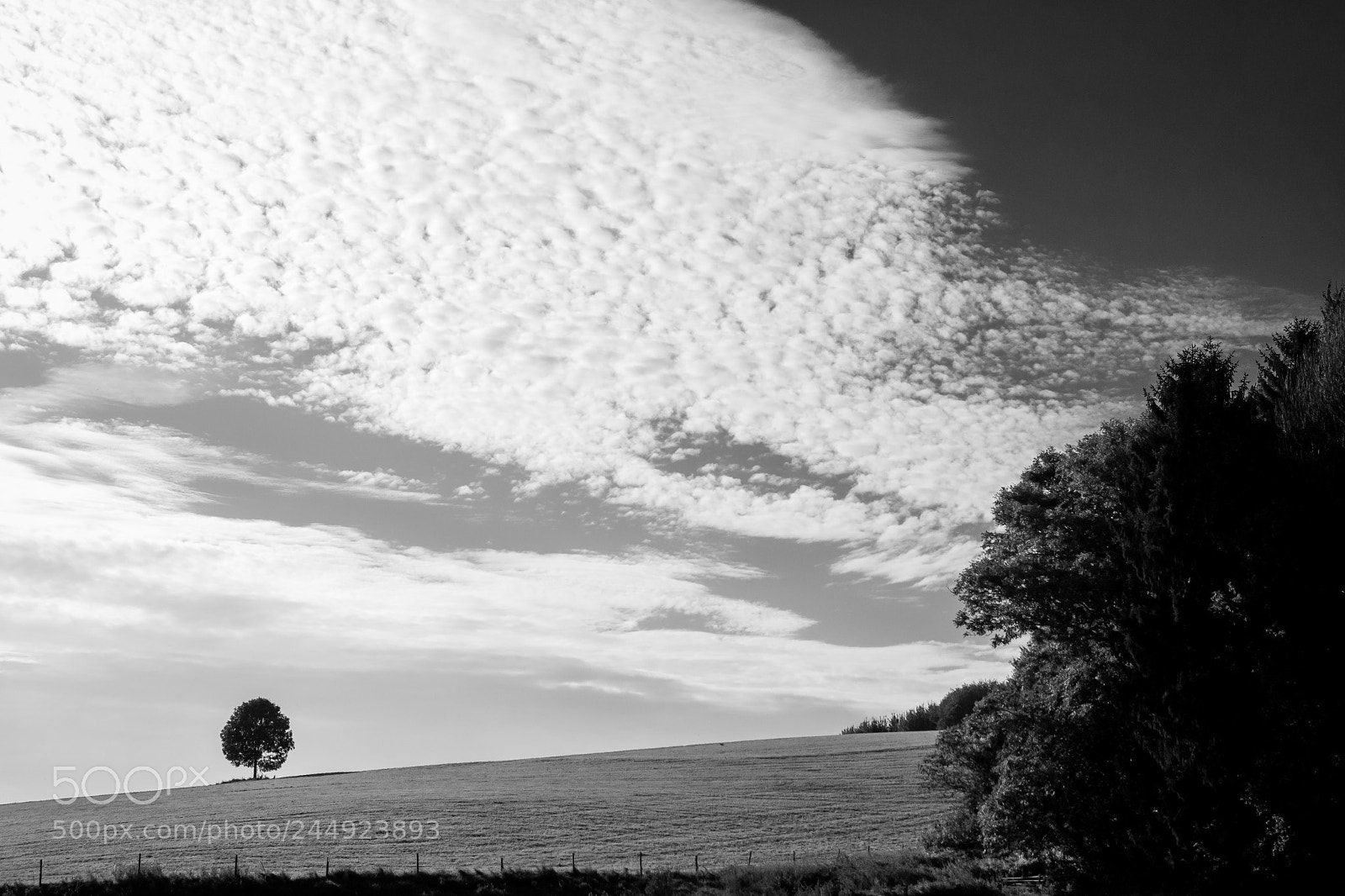 Sony Alpha DSLR-A500 sample photo. A single tree photography